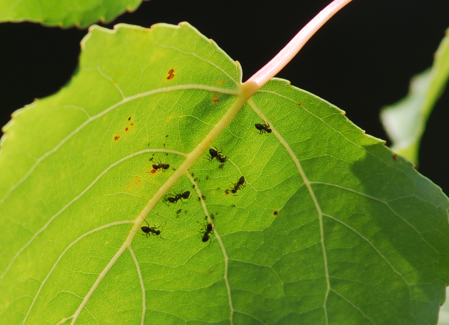 Invasione di... foglia