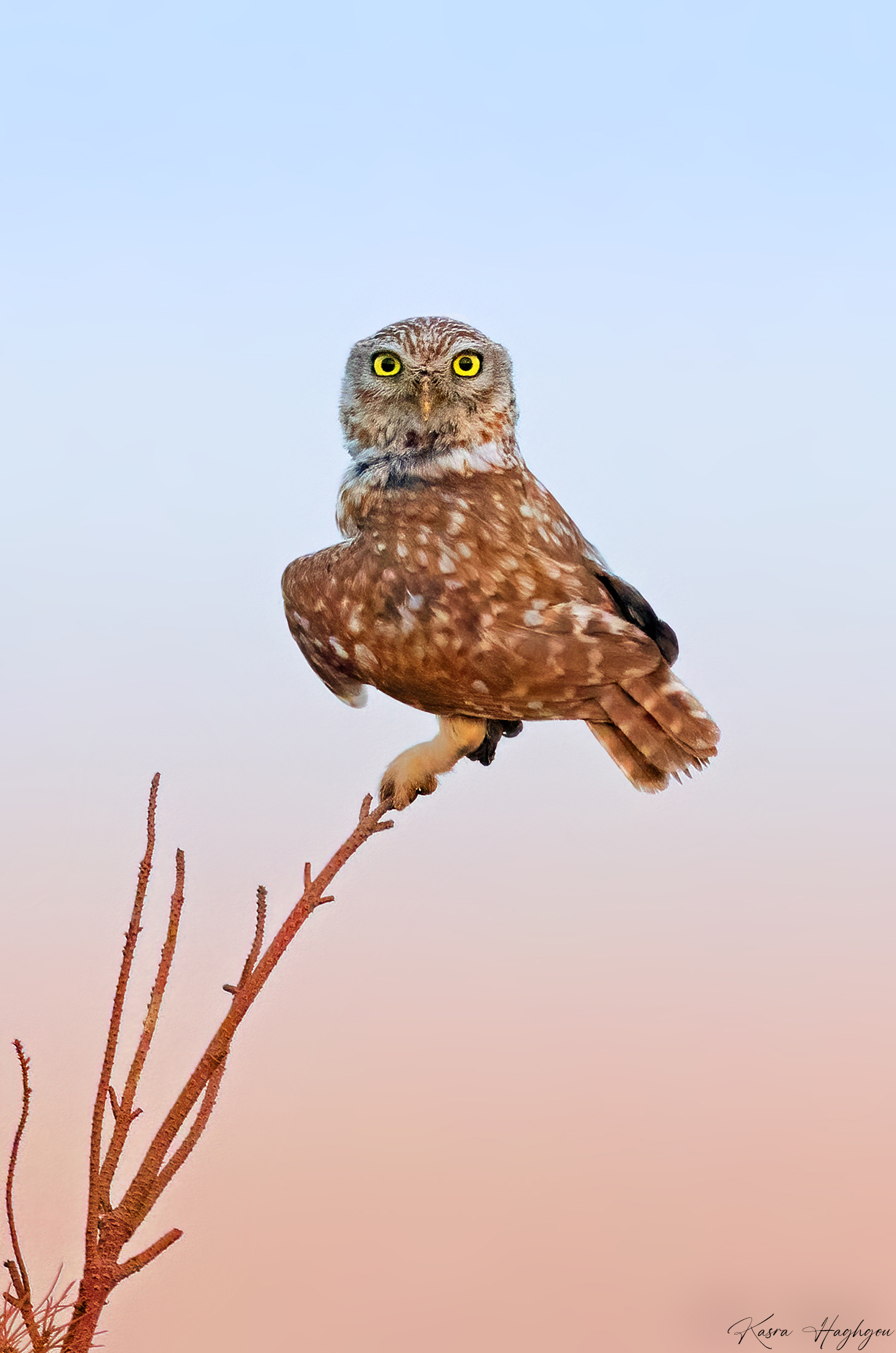 Little owl