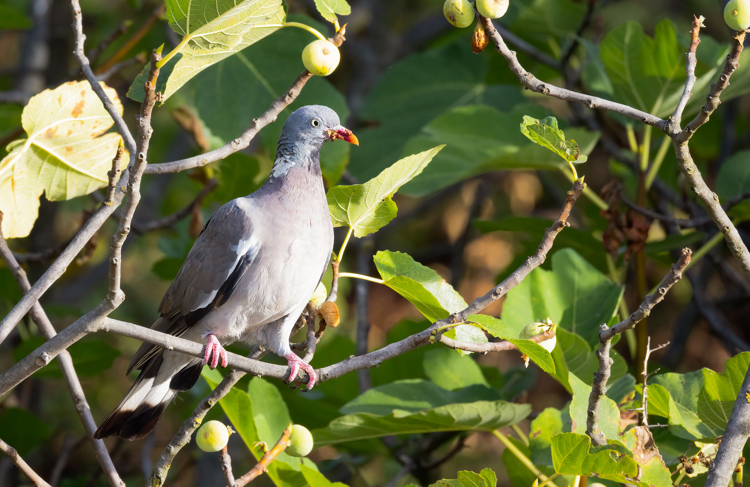 Wood pigeon