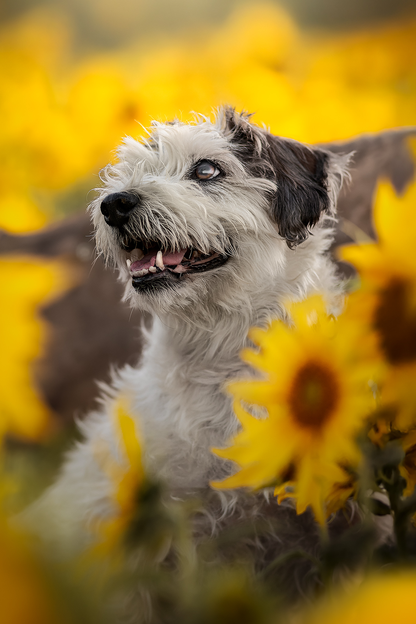 Ermes & girasoli