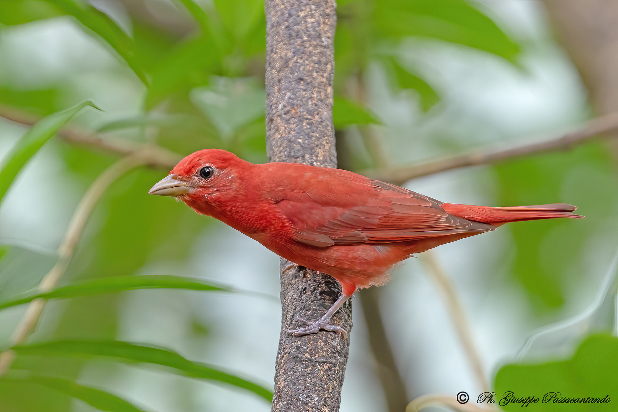 Summer Tanager Costa Rica