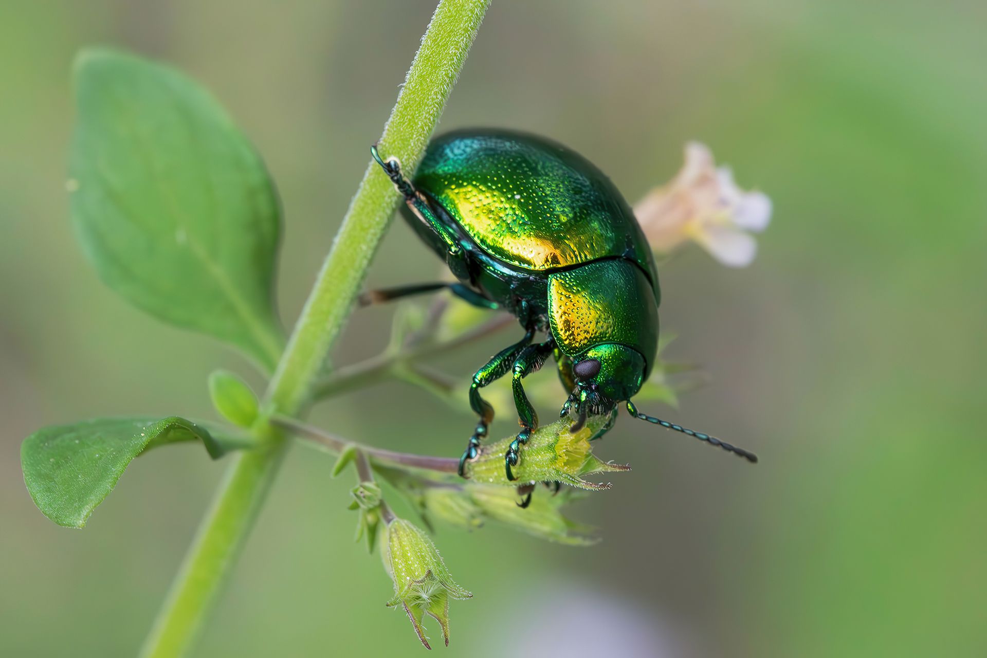 Chrysolina herbacea