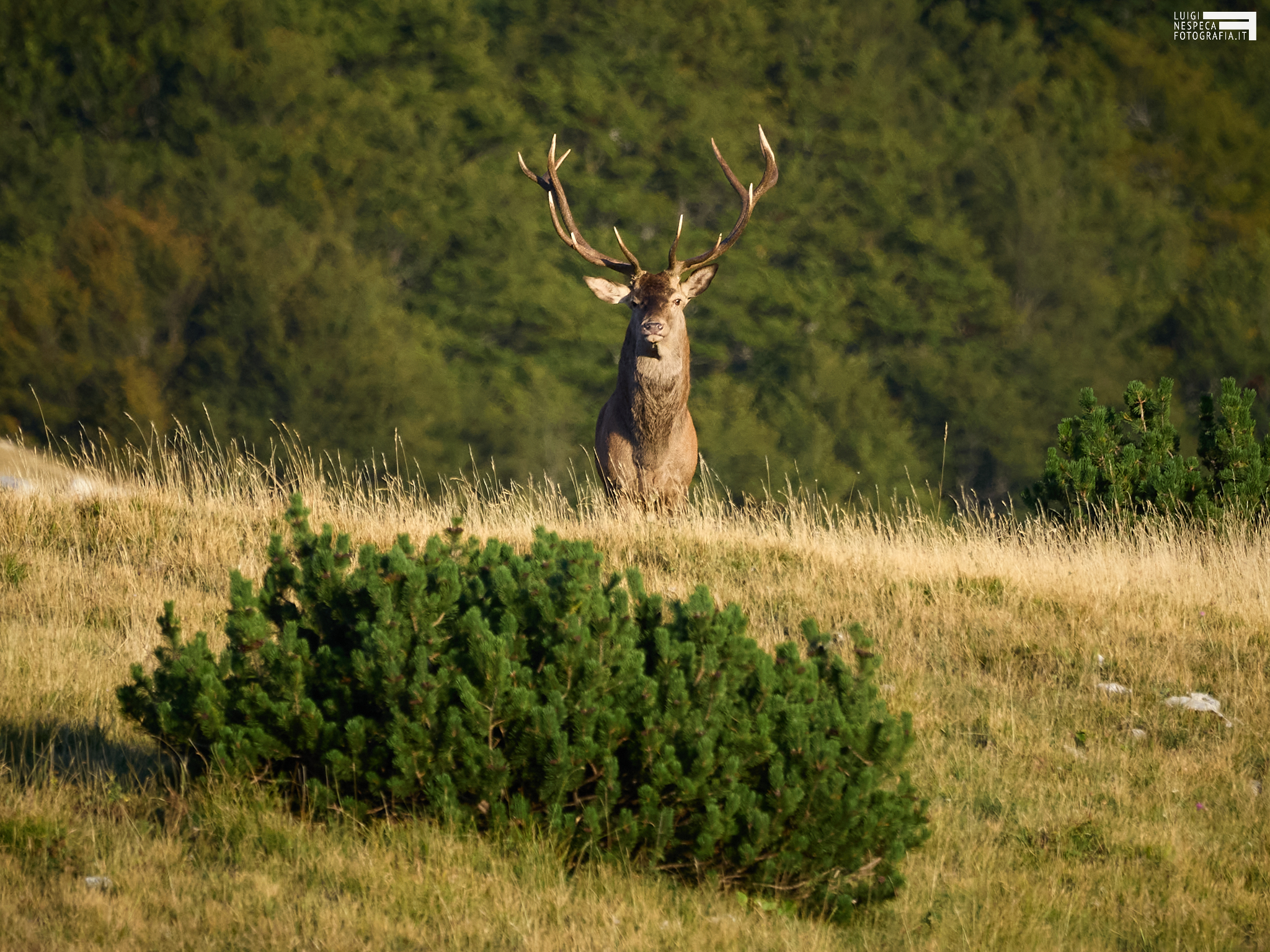 Male deer in the mountains