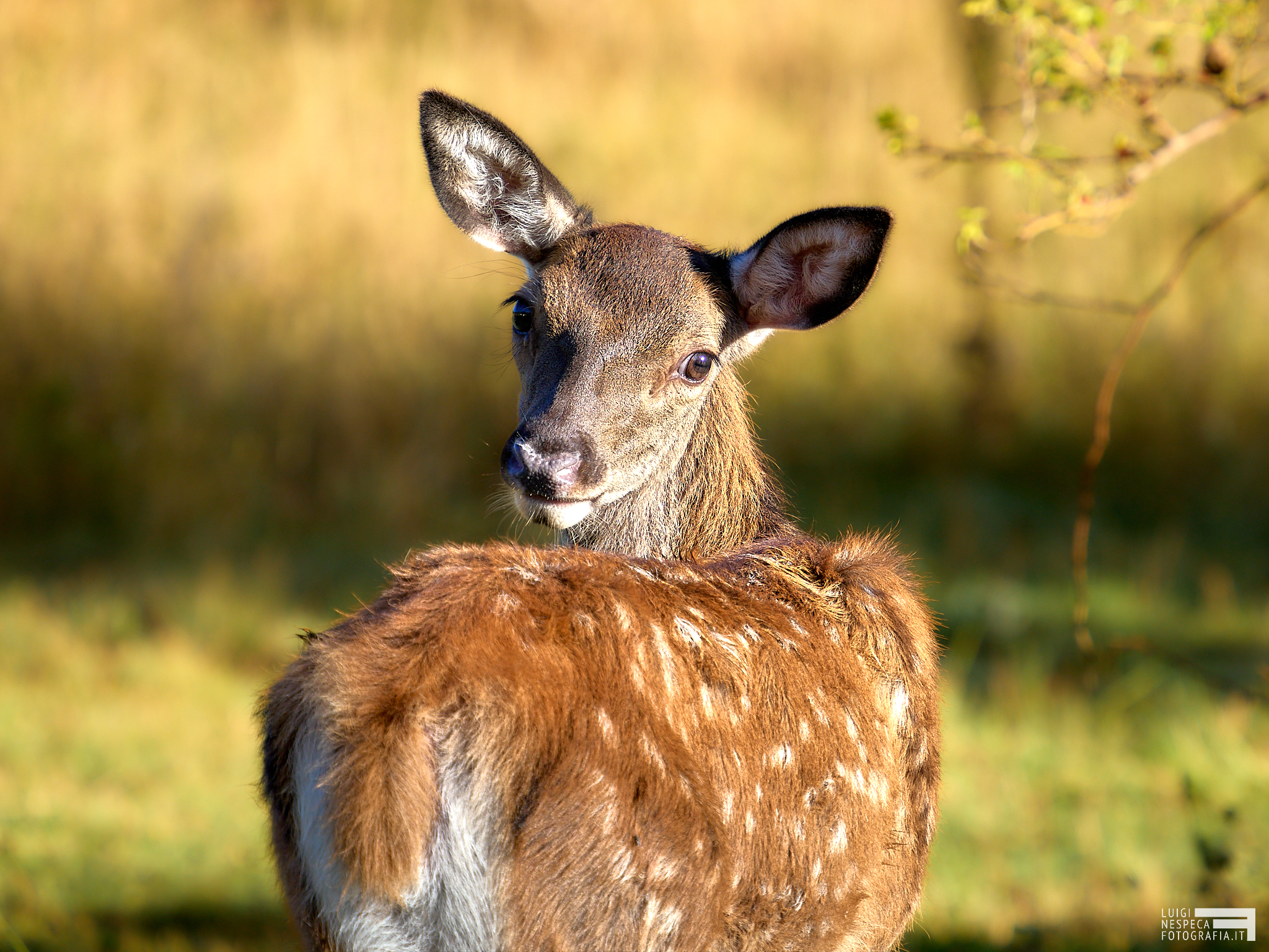 Villalago deer AQ