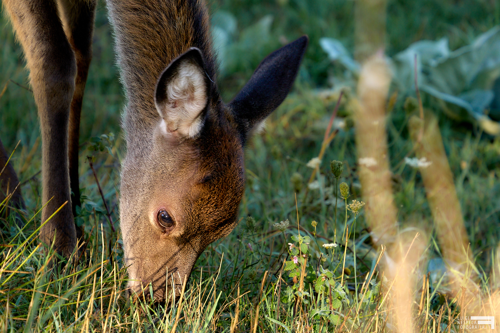Villalago deer AQ