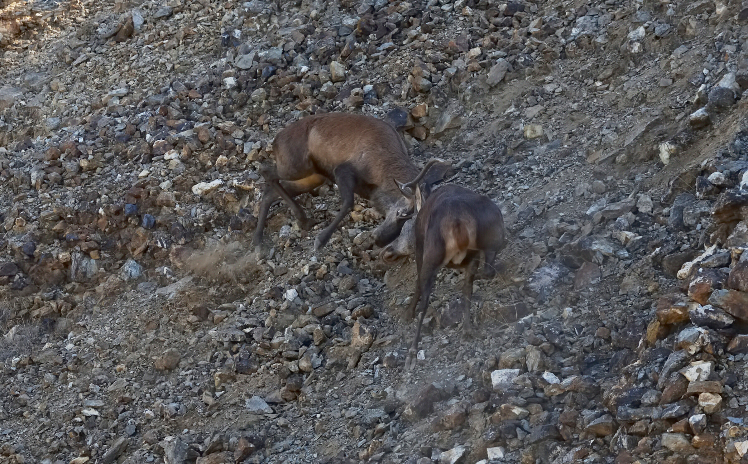 Sardinian deer . The struggle for the domination of the terr...