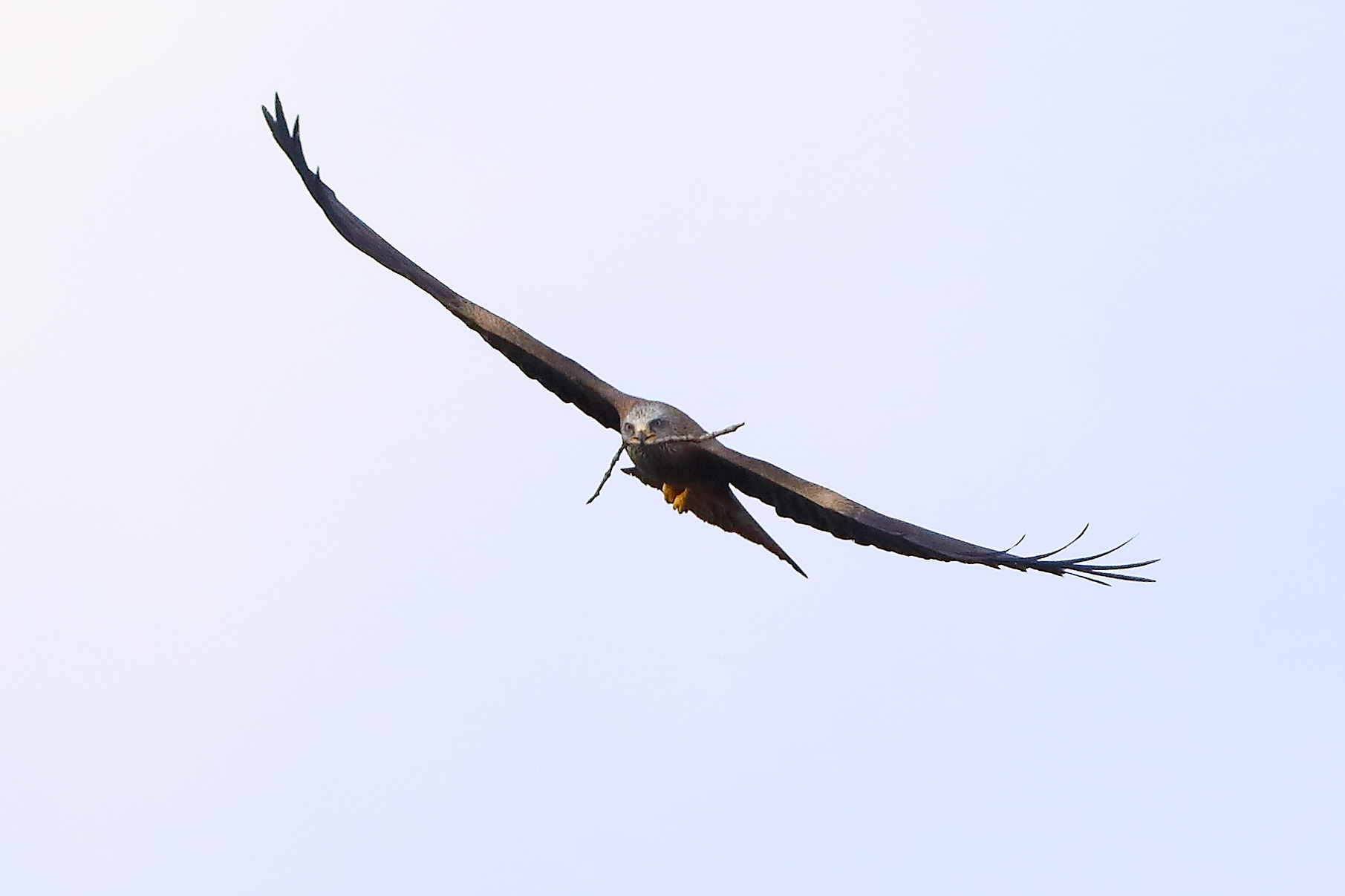 Nibbio bruno 29 marzo 2025 - 0301