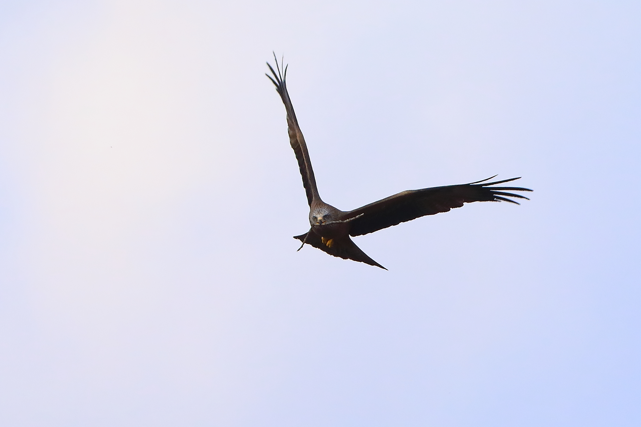 Nibbio bruno 29 marzo 2025 - 0302