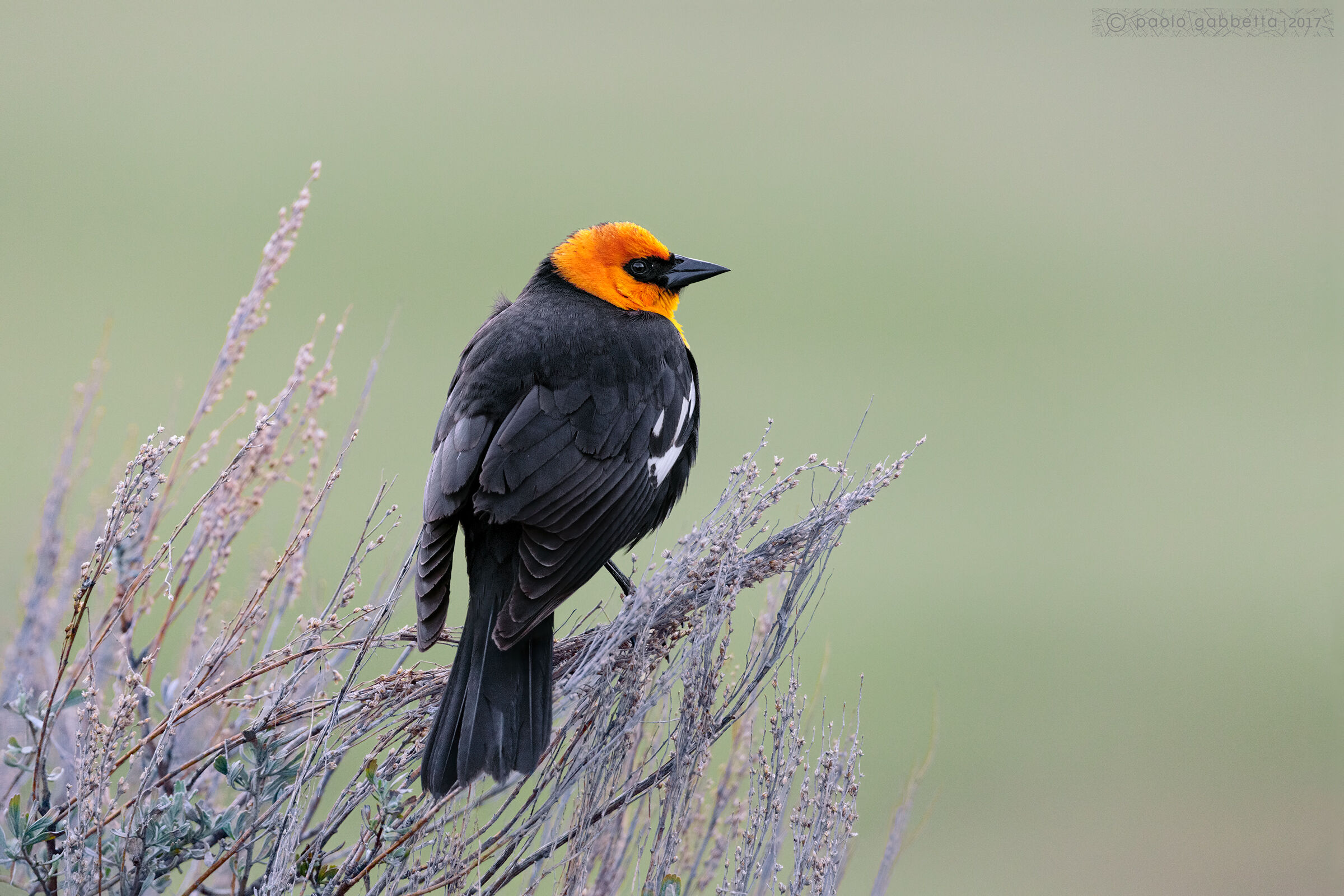Yellow-headed blackbird