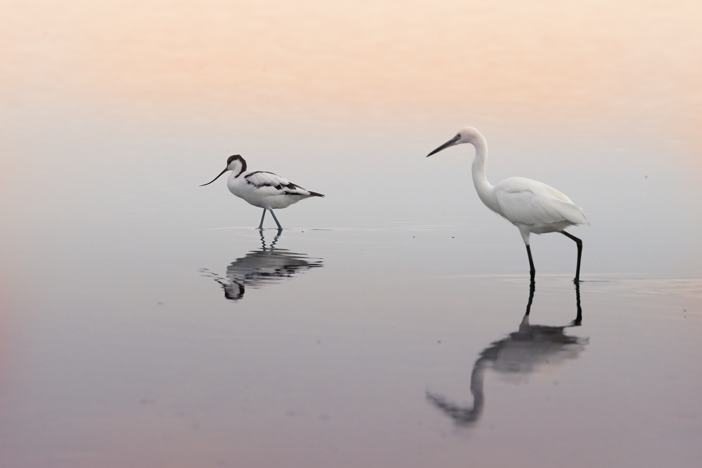 Avocetta e Garzetta