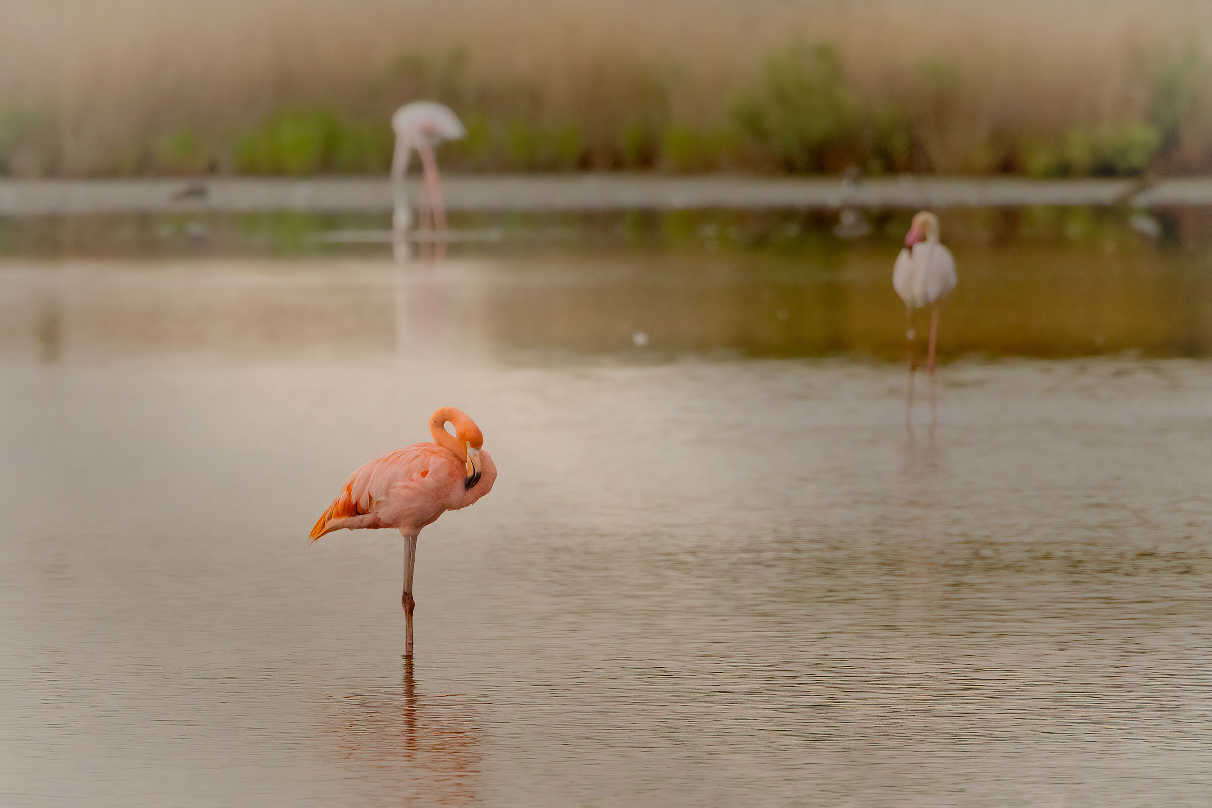 Fenicottero rosso (aggregato?)