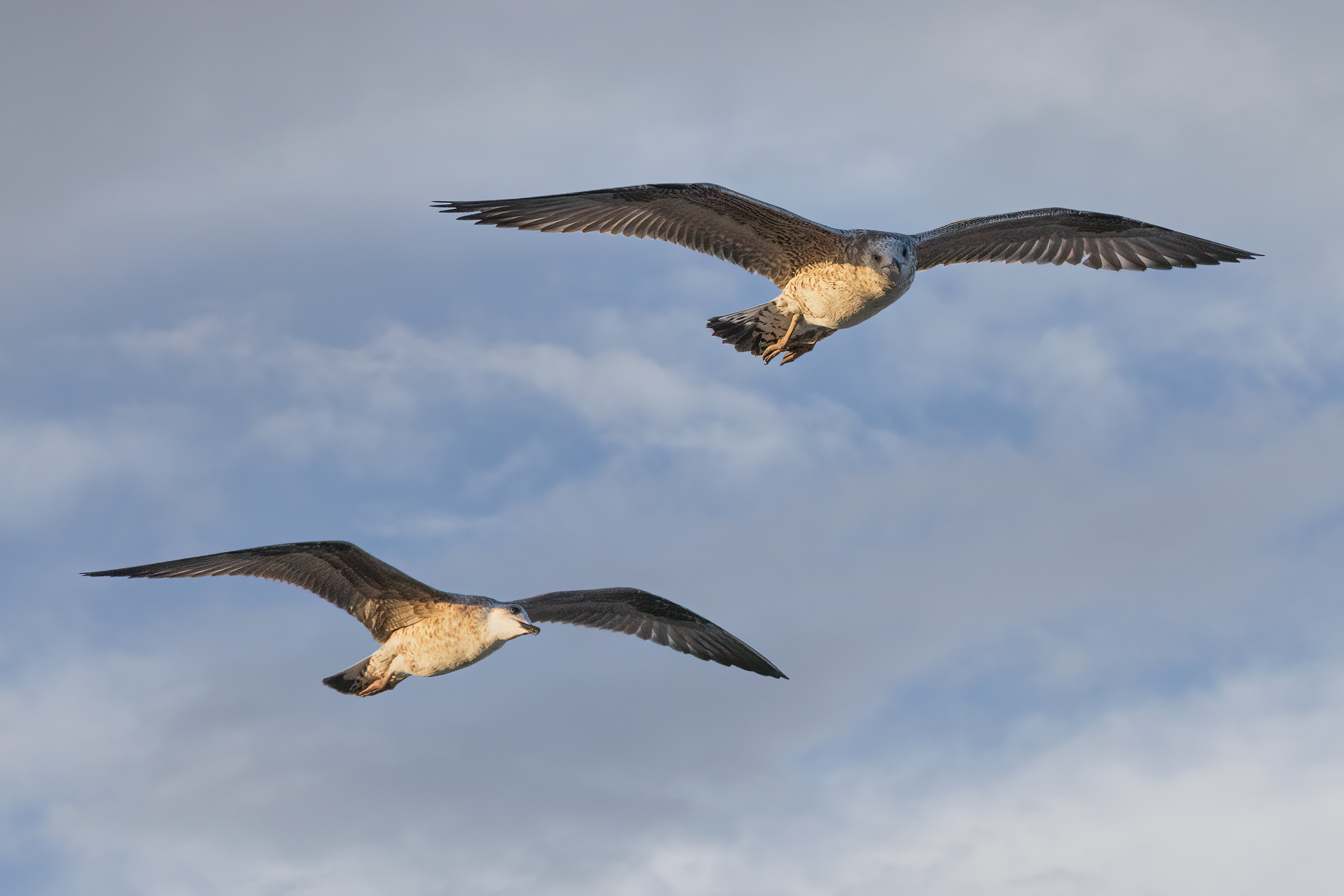 Volando con i Gabbiani