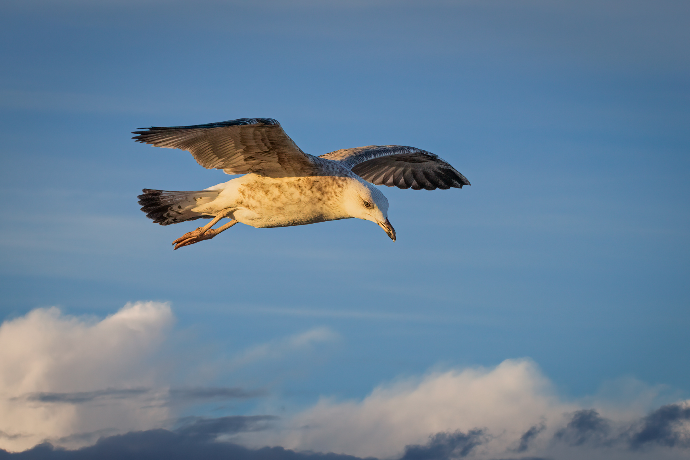 Volando con i Gabbiani