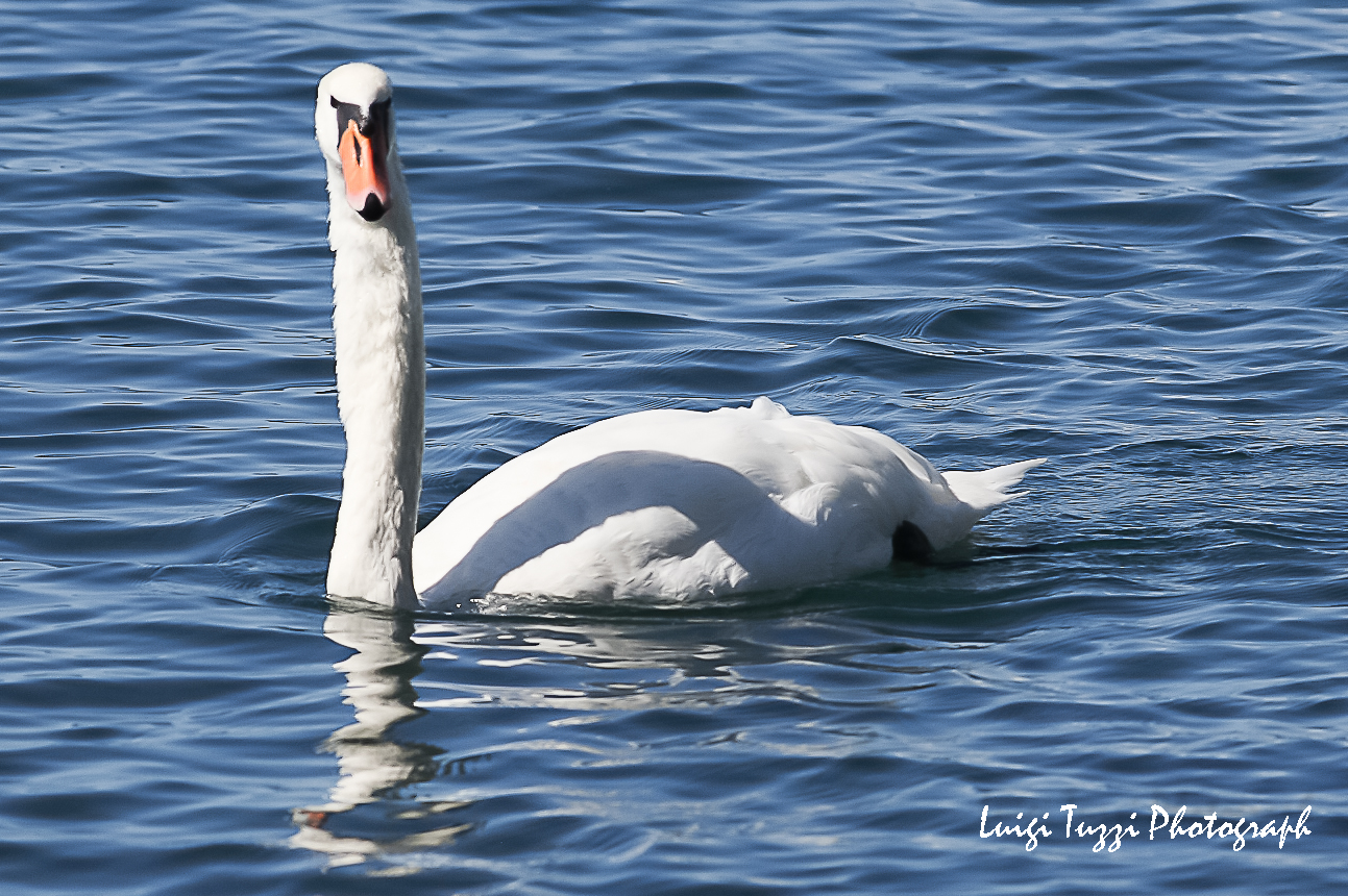 The Swan