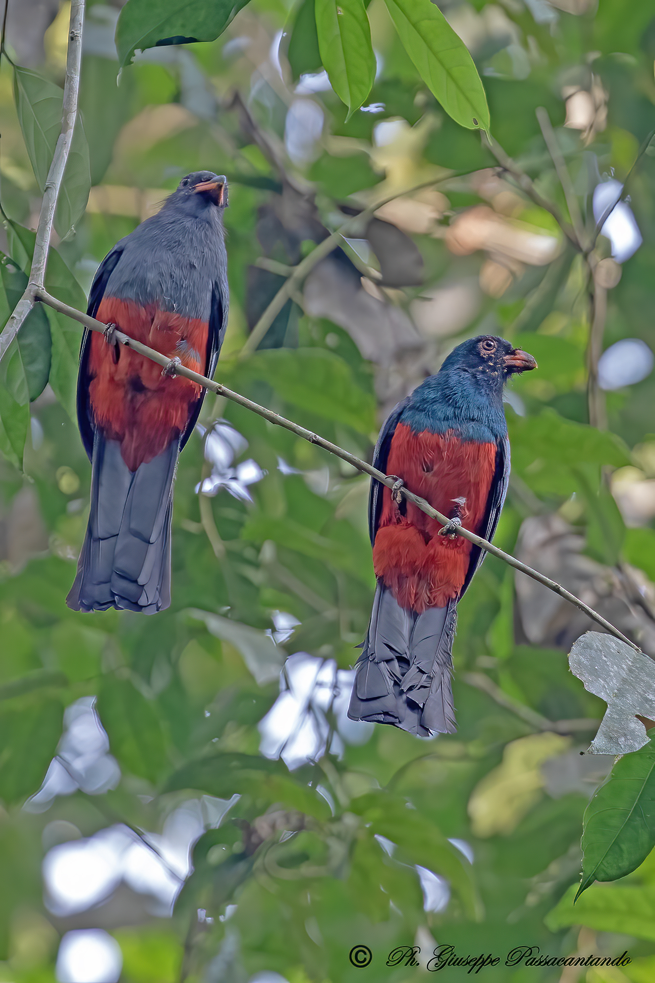 Slaty Tailed Trogon