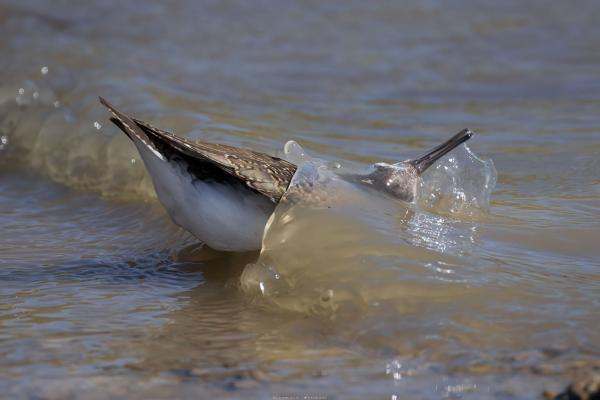 The piccolo sandpiper's bath