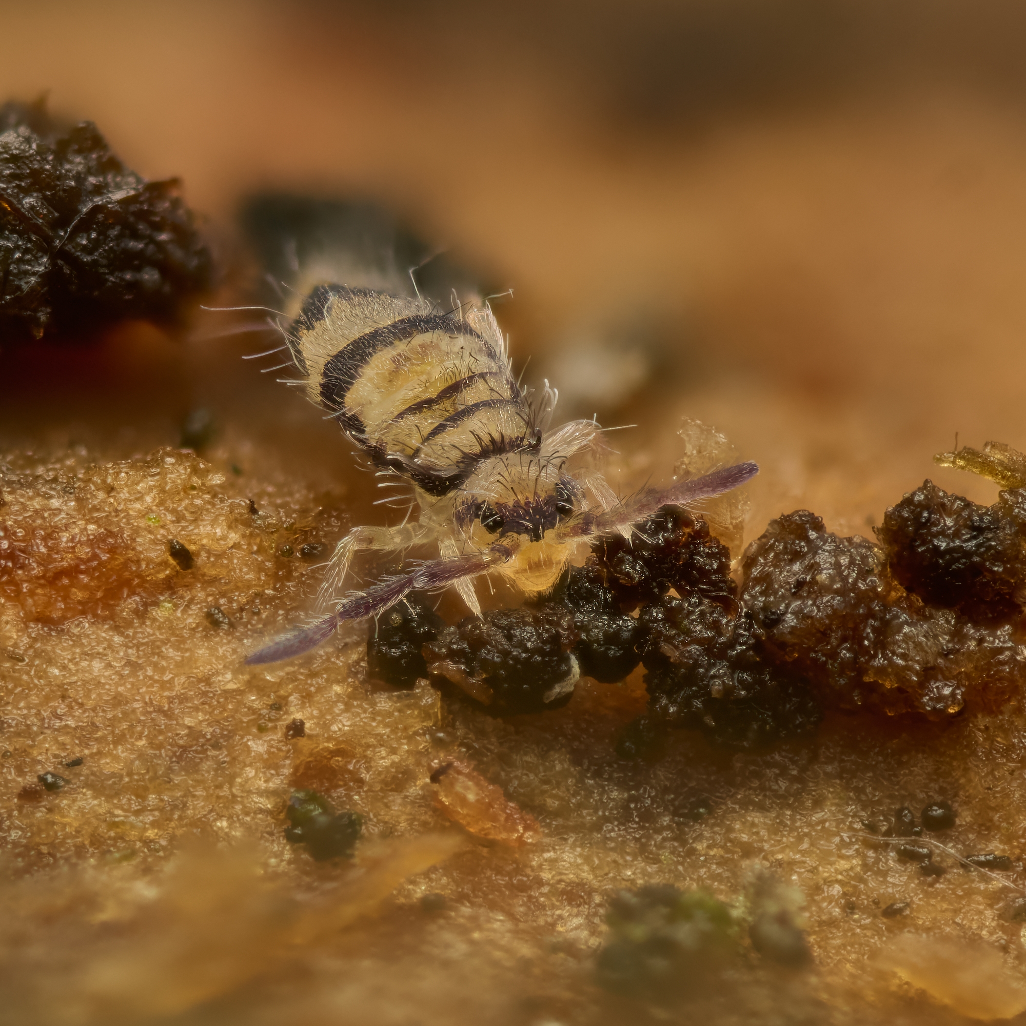 Entomobrya corticalis