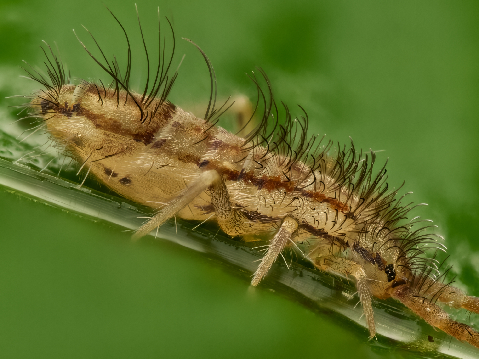 Orchesella sp.