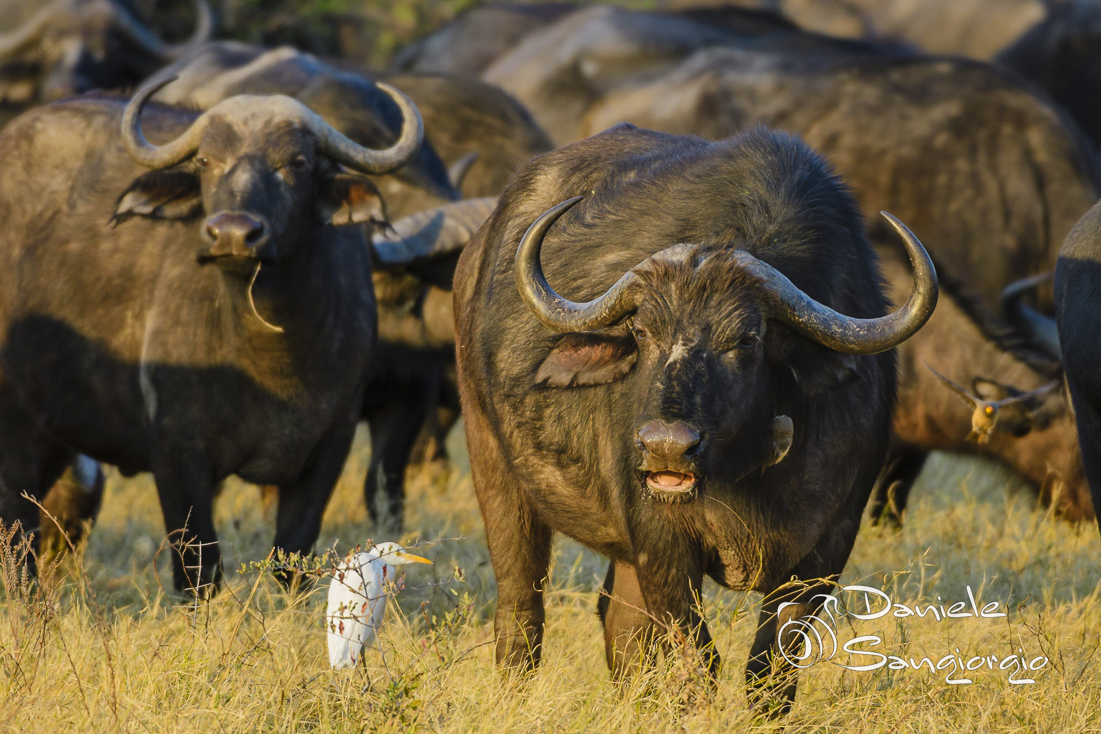 What do you observe?