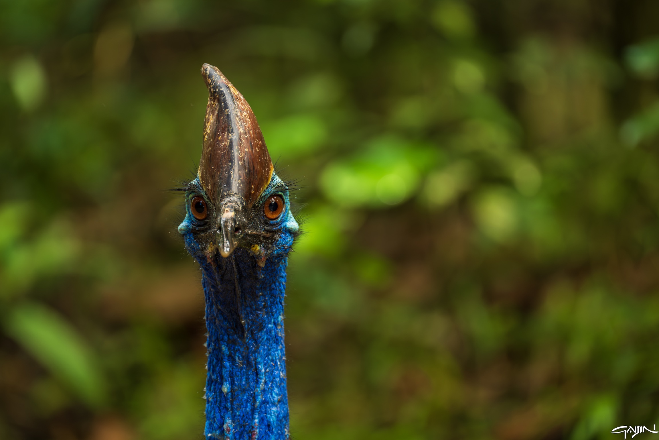 The gaze of the cassowary