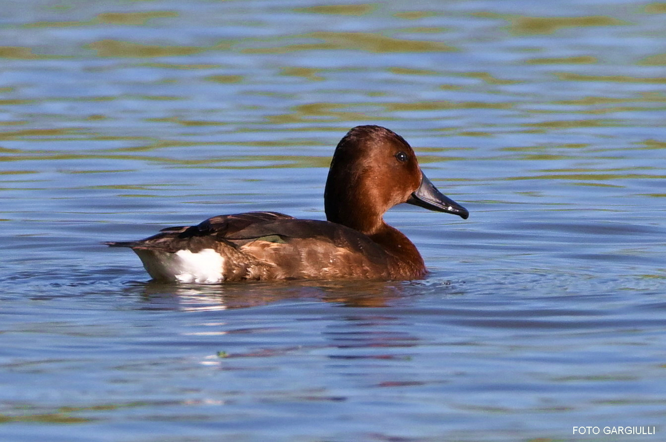 Ferruginous duck