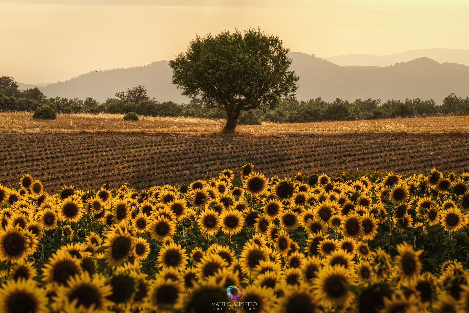 Valensole - Provence