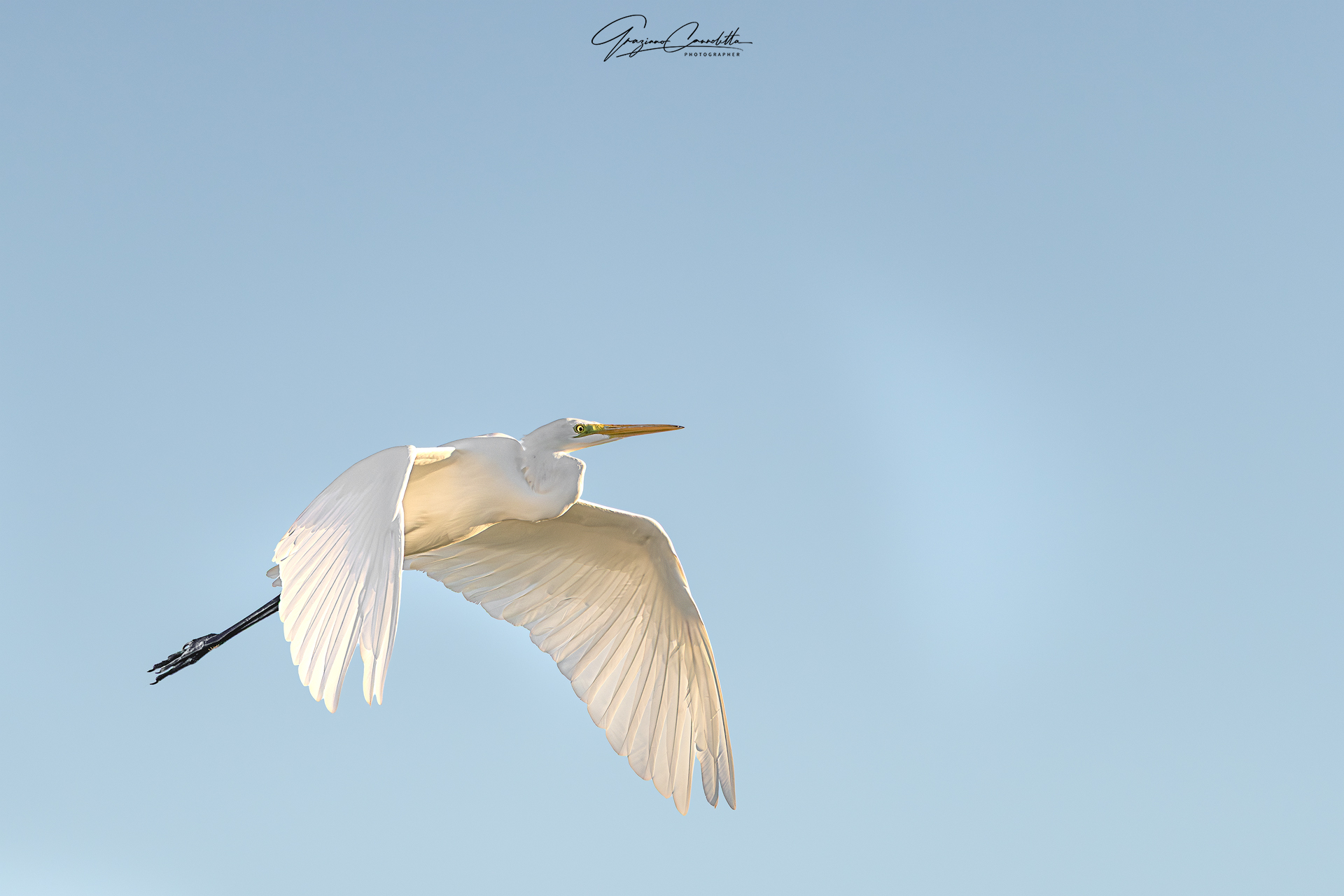 Airone bianco maggiore