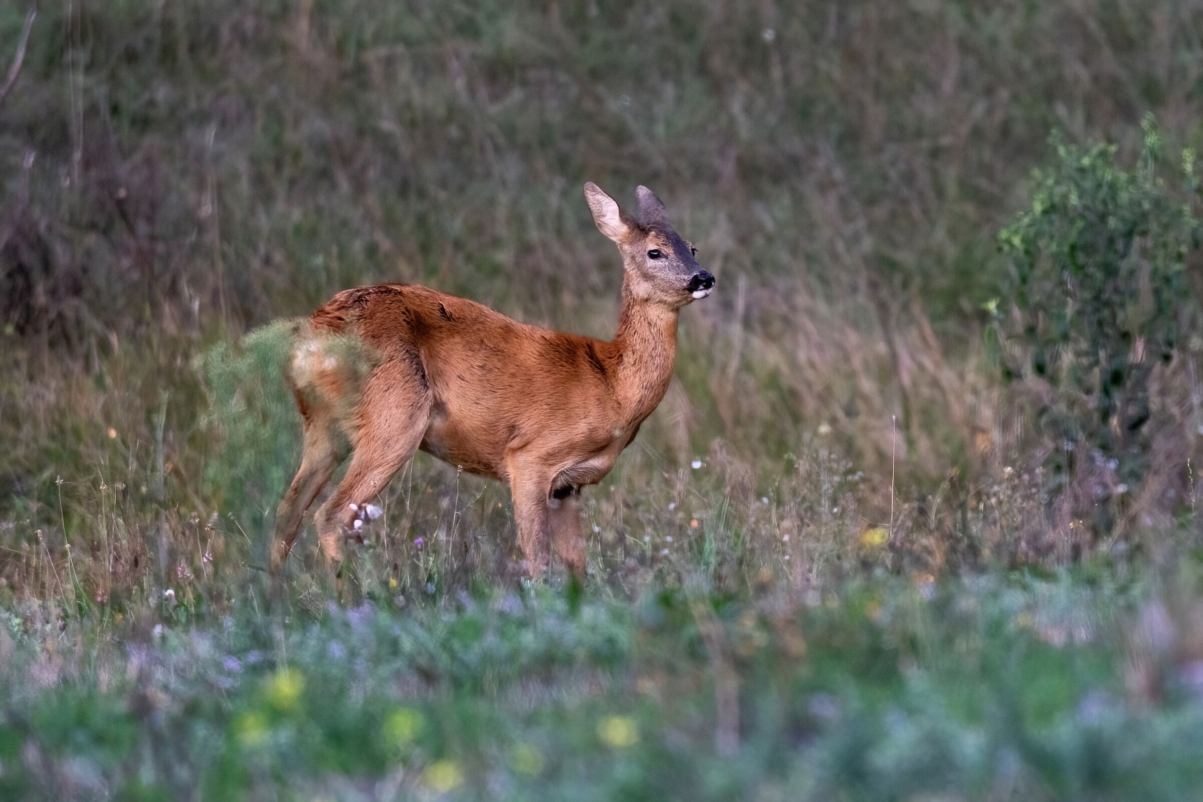 Capriolo (Capreolus capreolus)