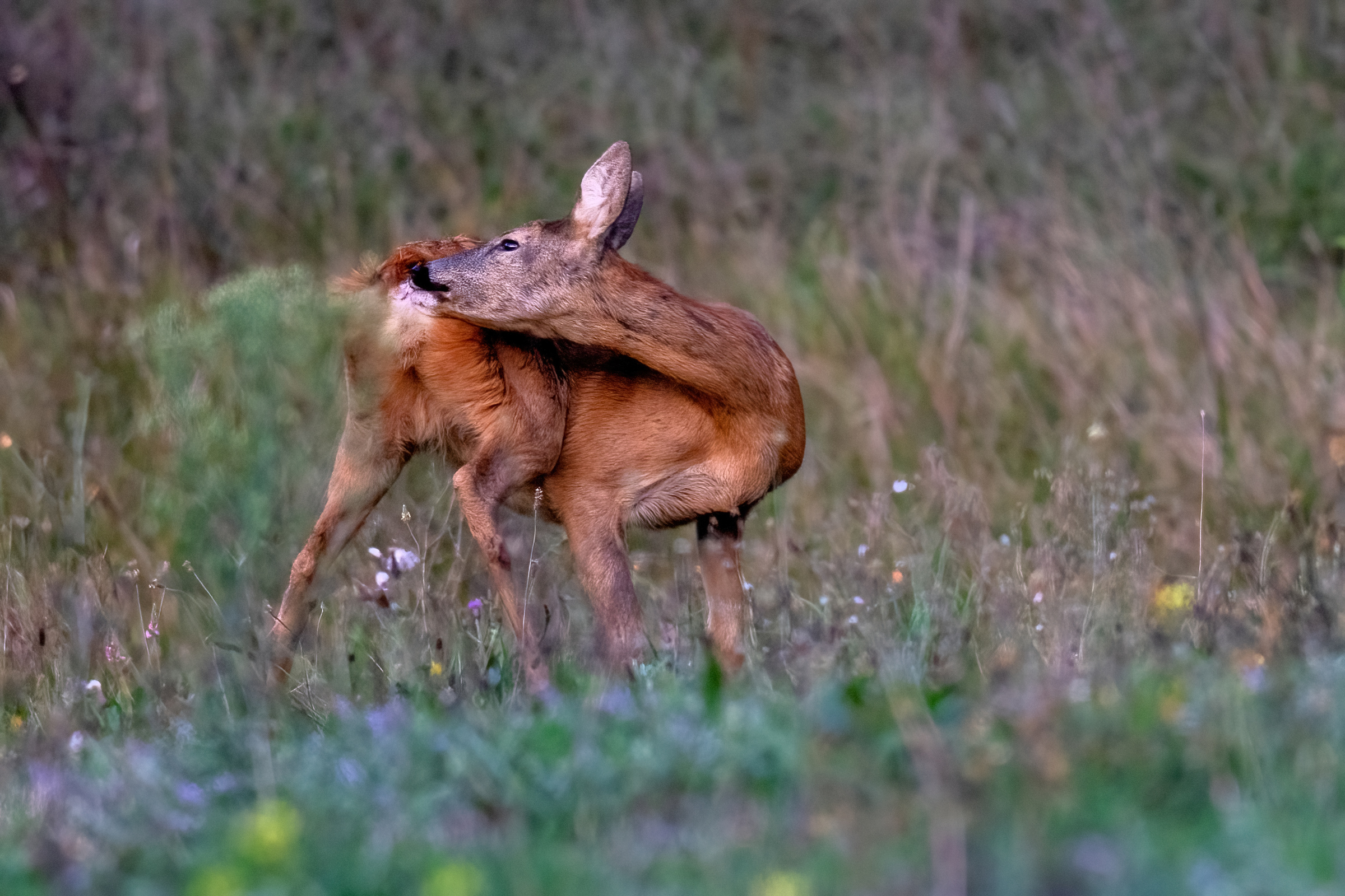 Capriolo (Capreolus capreolus)