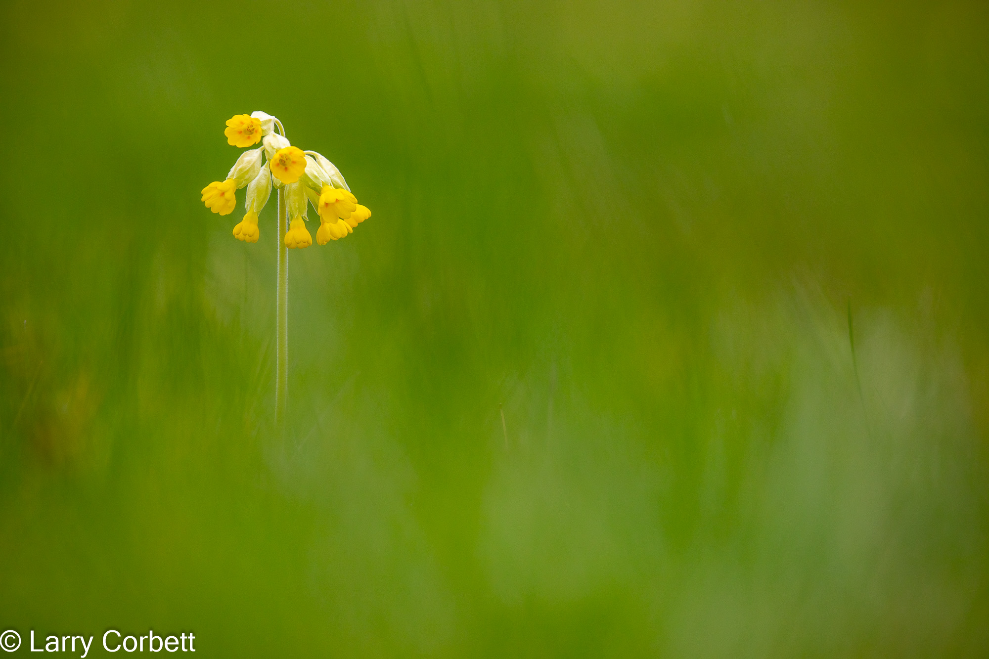 Cowslip