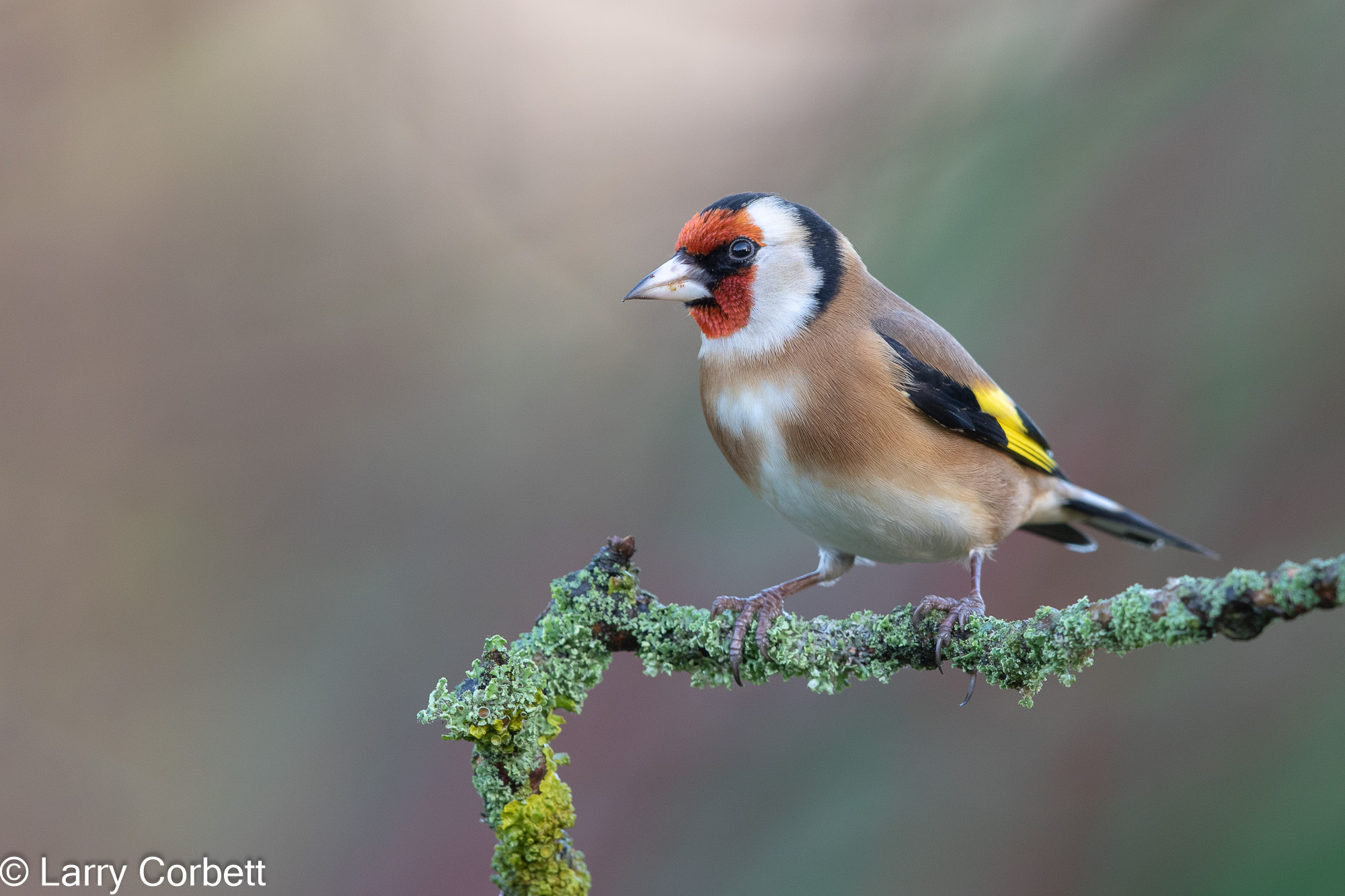 Goldfinch