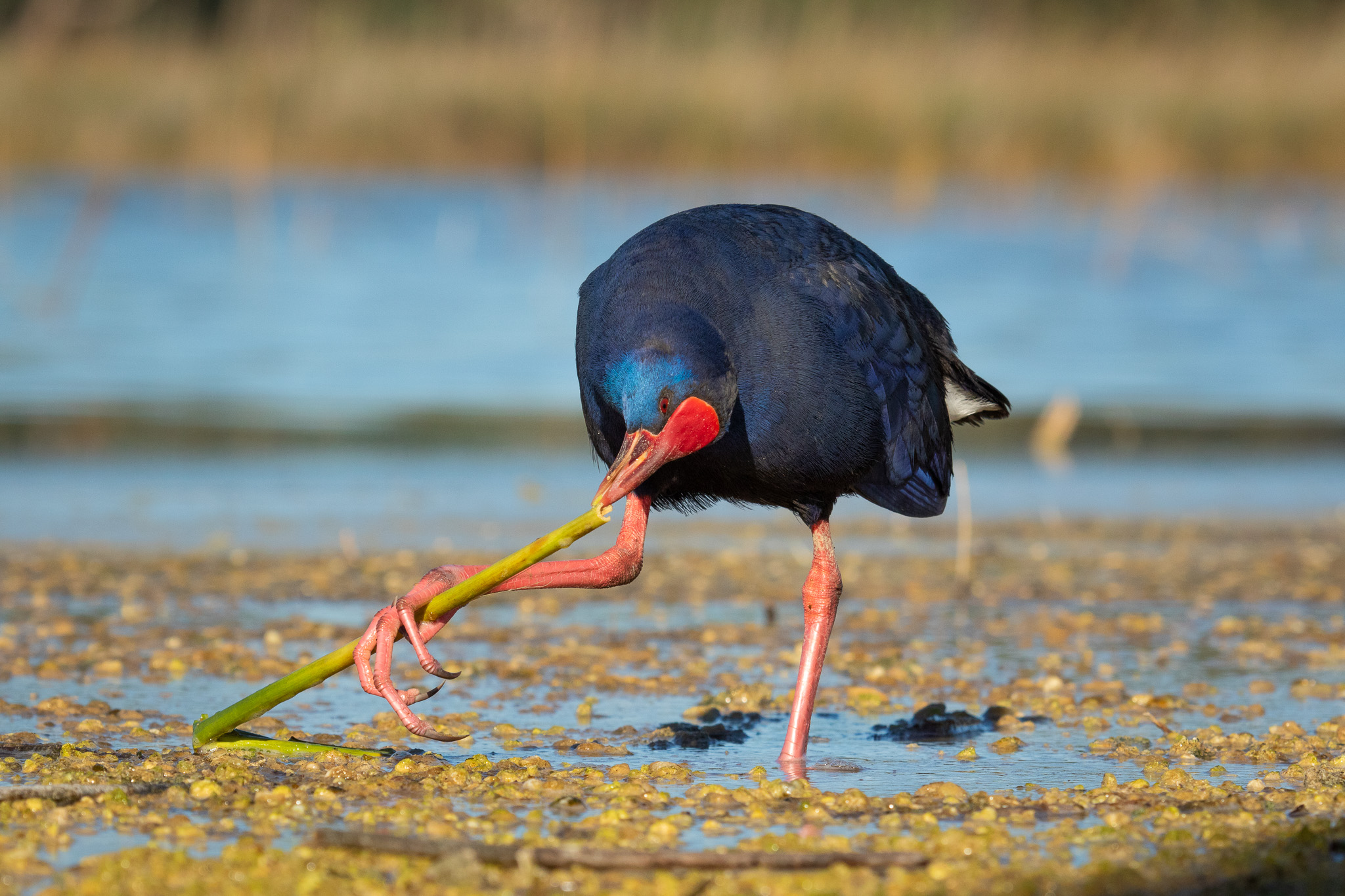Il pranzo del Pollo sultano
