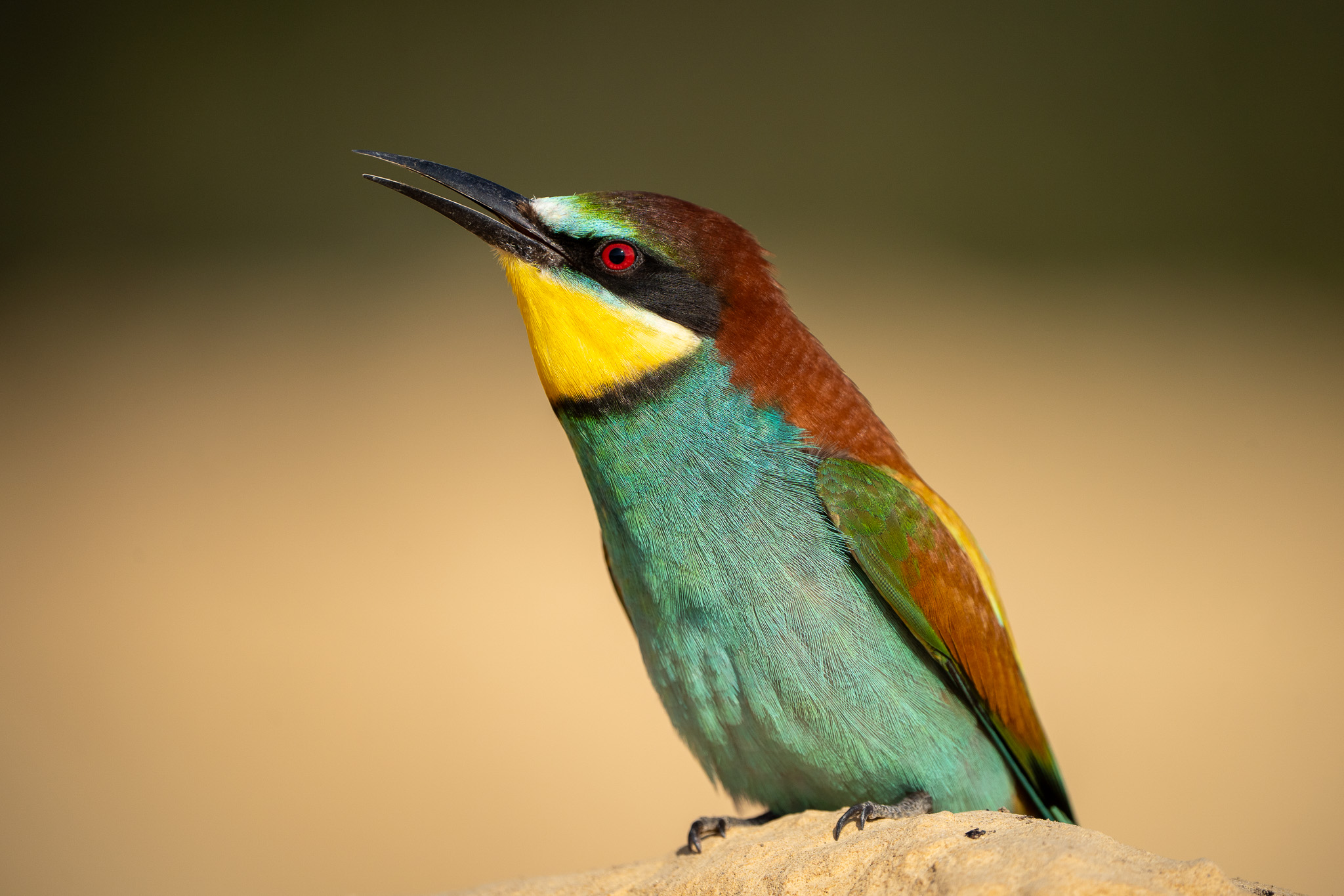 I colori del Gruccione