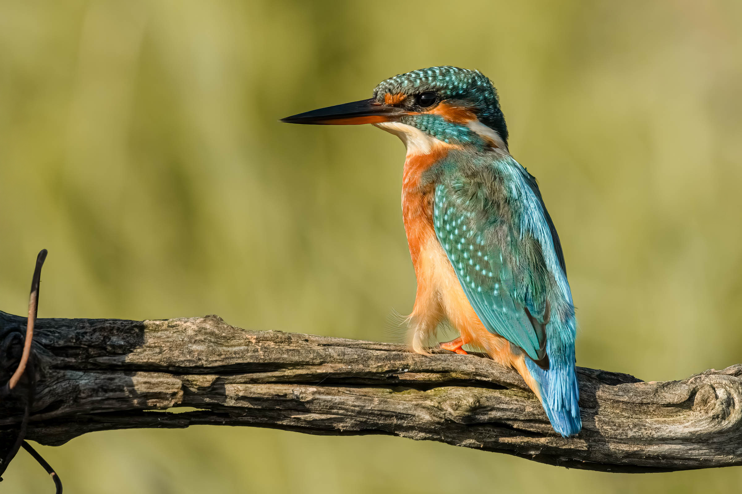 Kingfisher