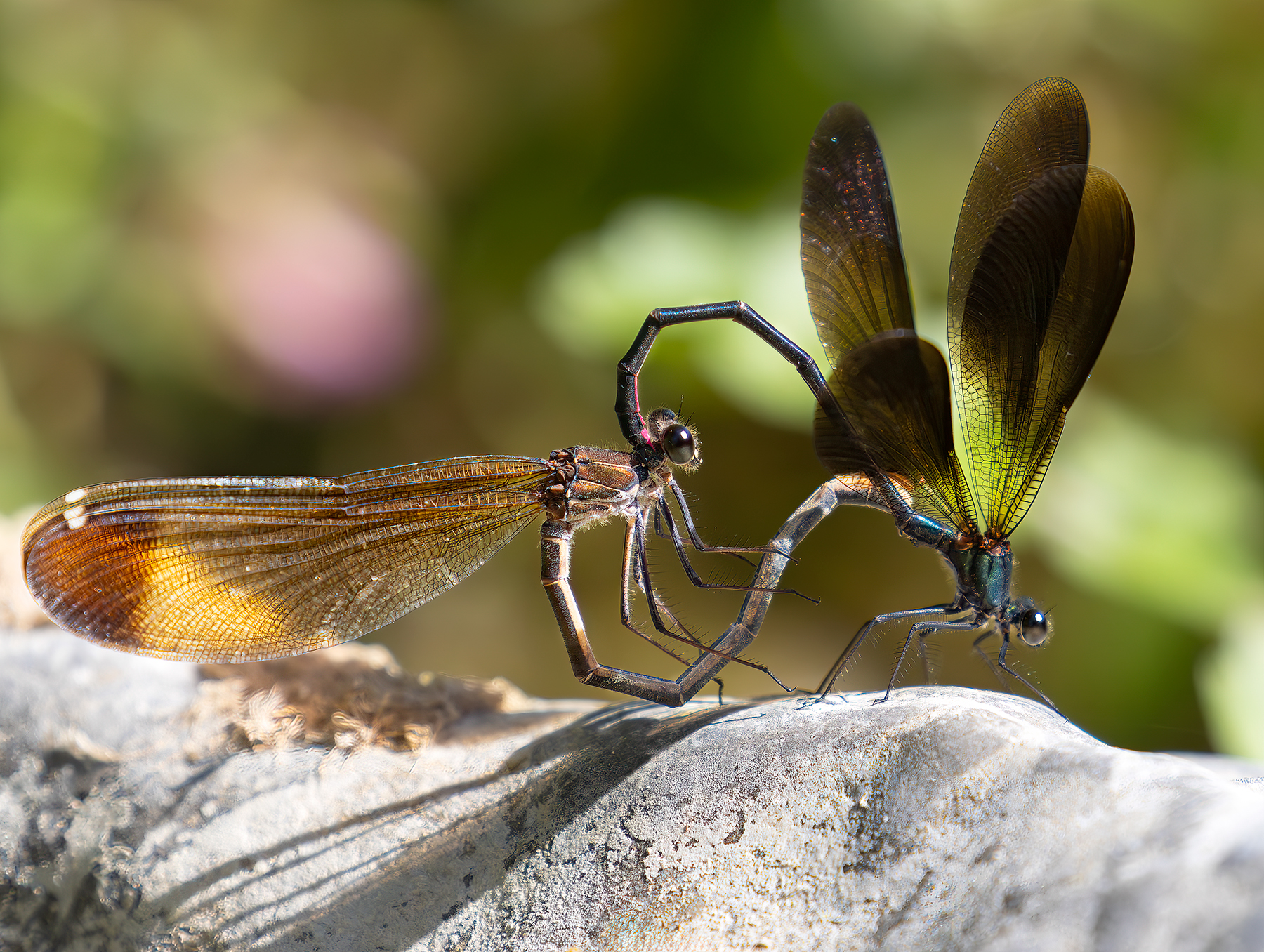 Accoppimento delle Calopteryx