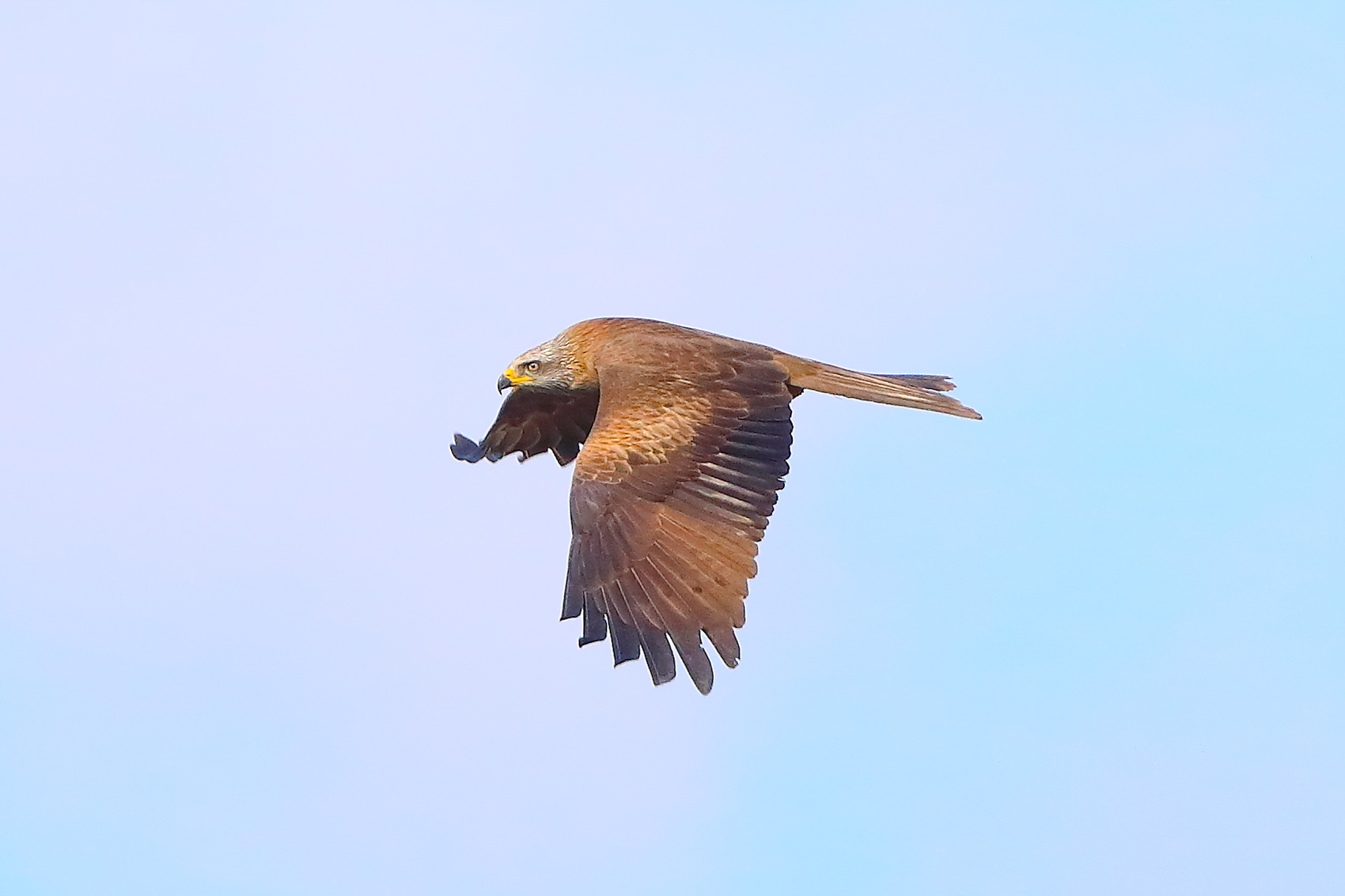 Nibbio bruno 29 marzo 2025 - 0310