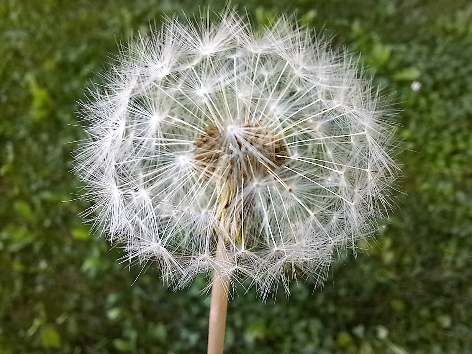 tarassacco