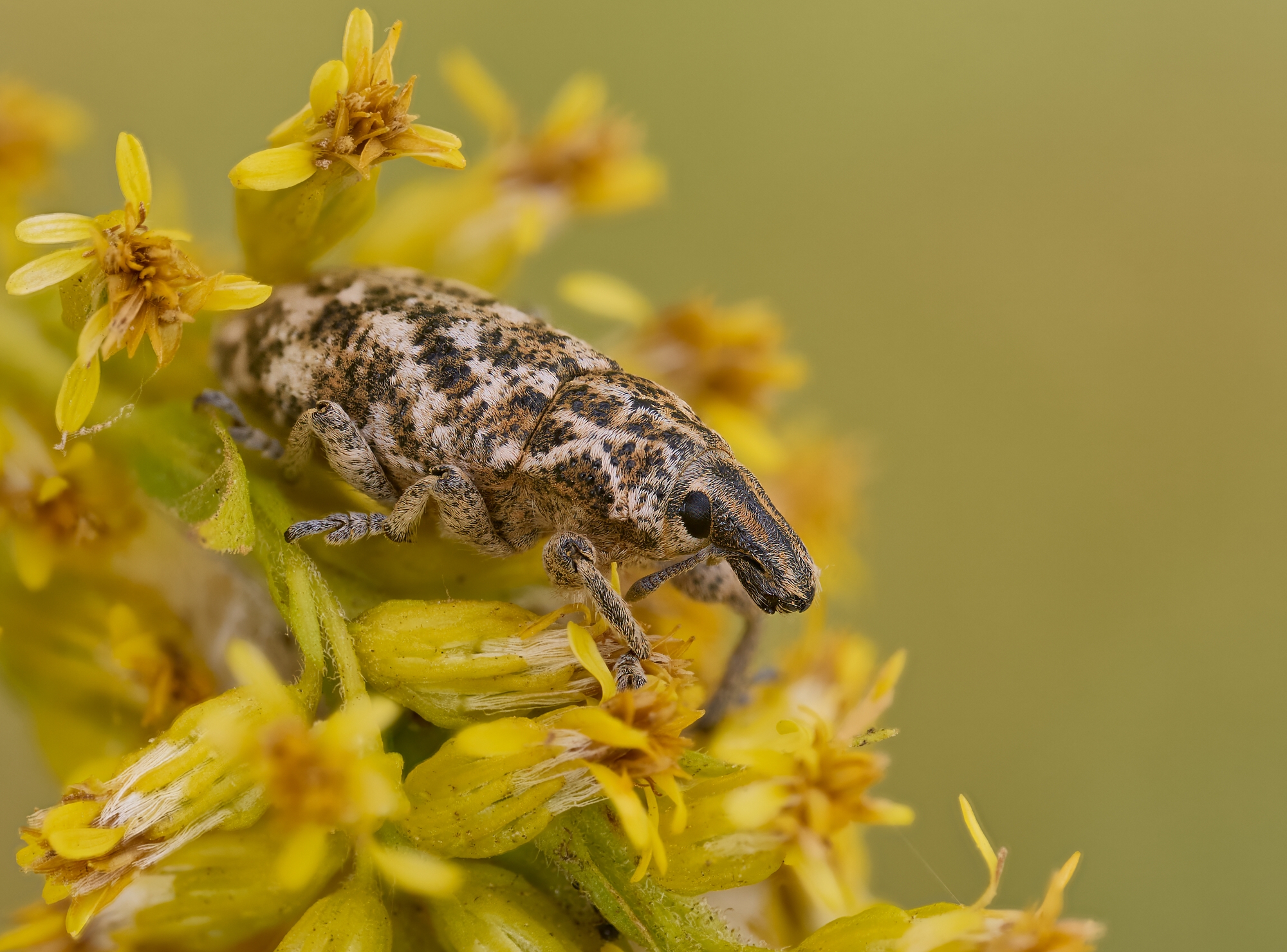 Cyphocleonus dealbatus