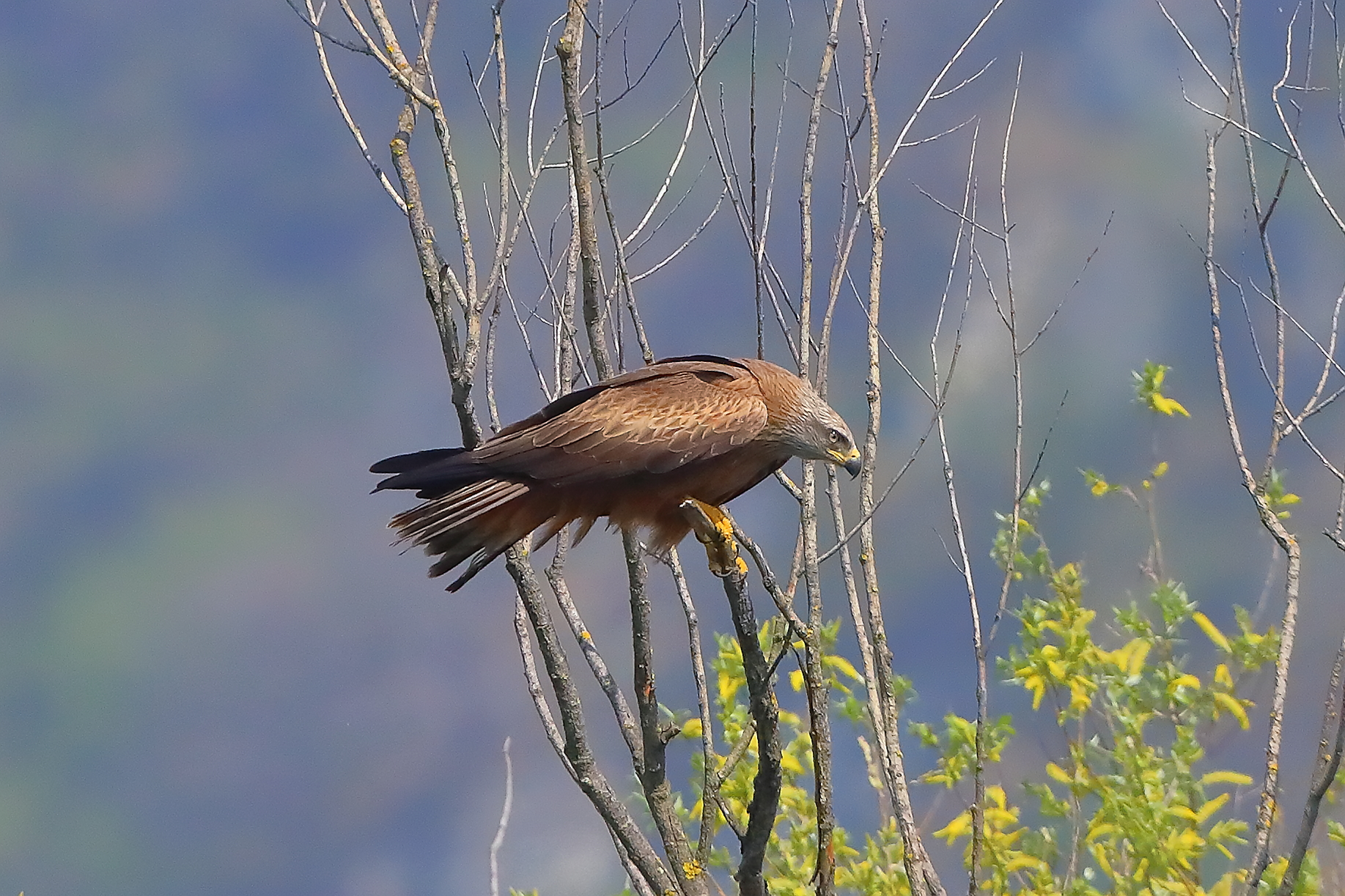 Nibbio bruno 04 aprile 2025 - 0113