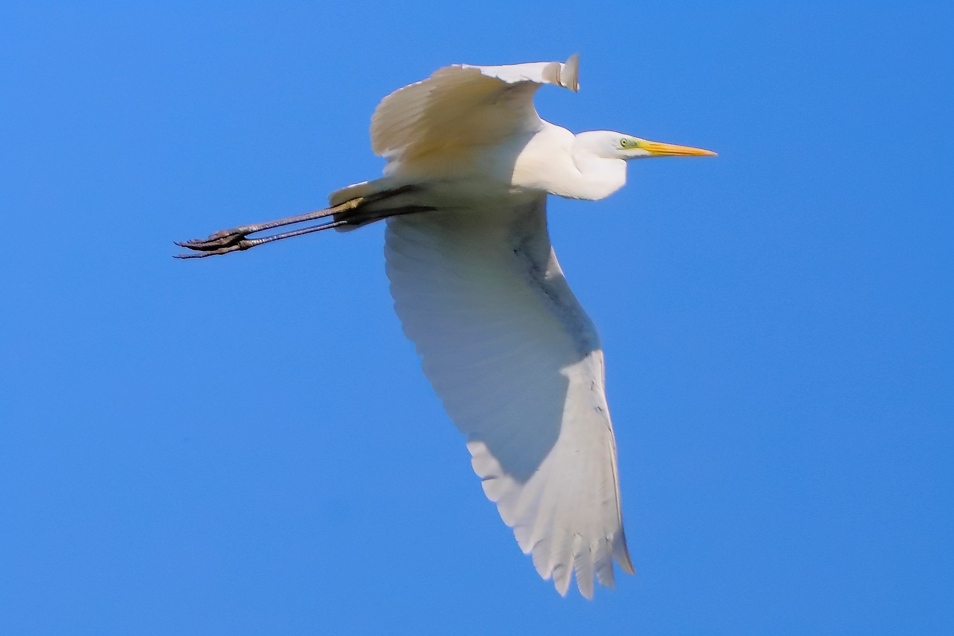 Airone BM aprile 2025 - 0045