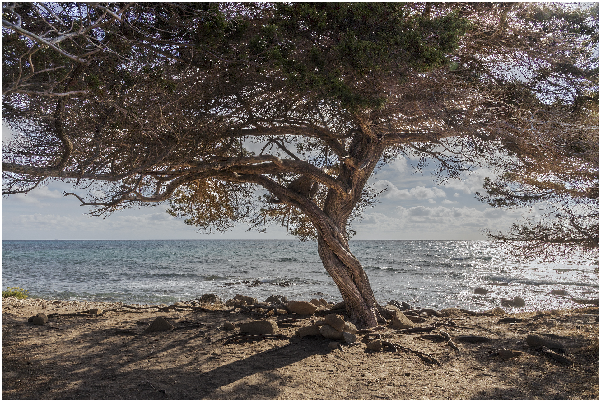 Albero contorto dal vento