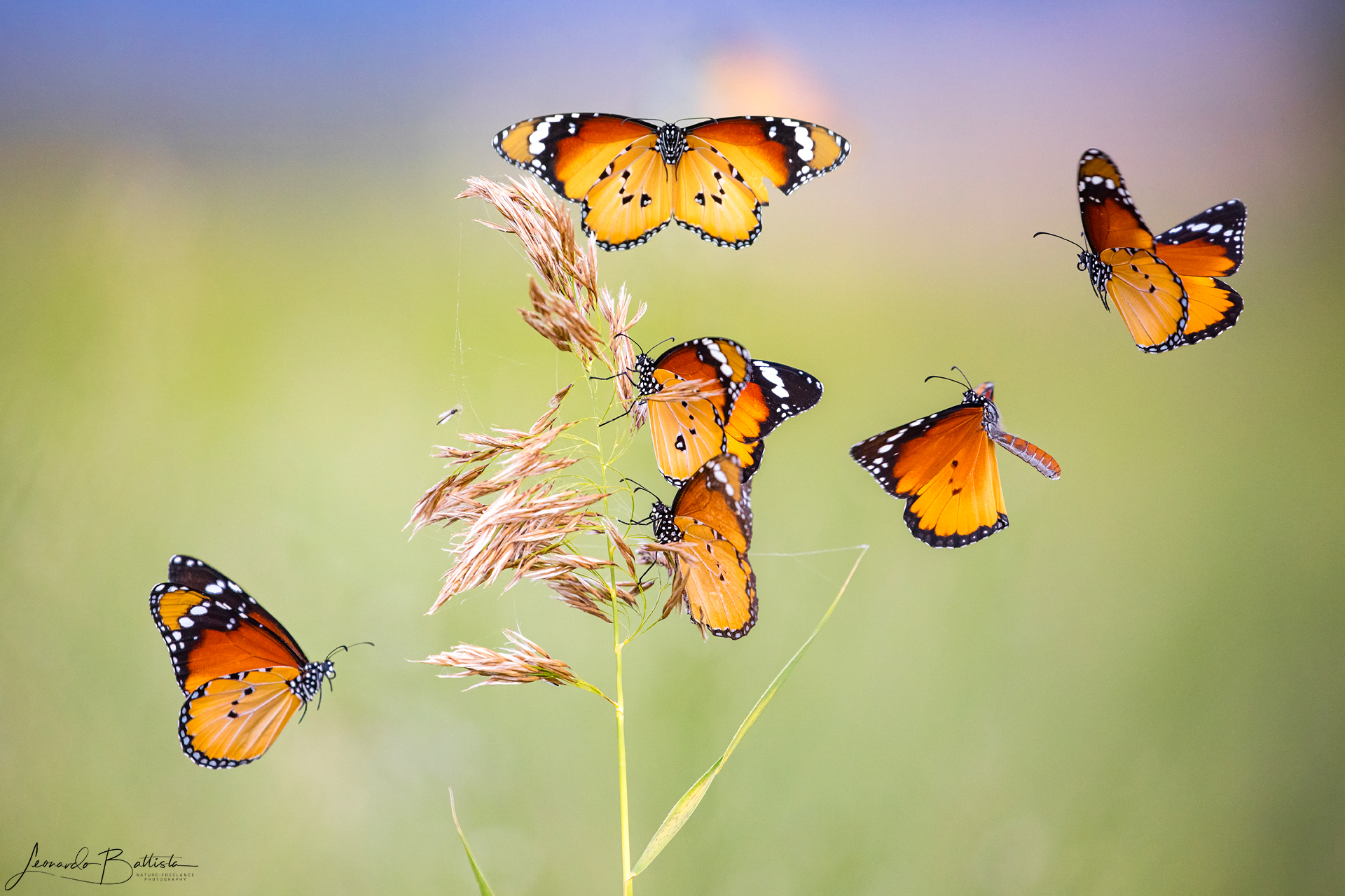 African Monarch Butterflies