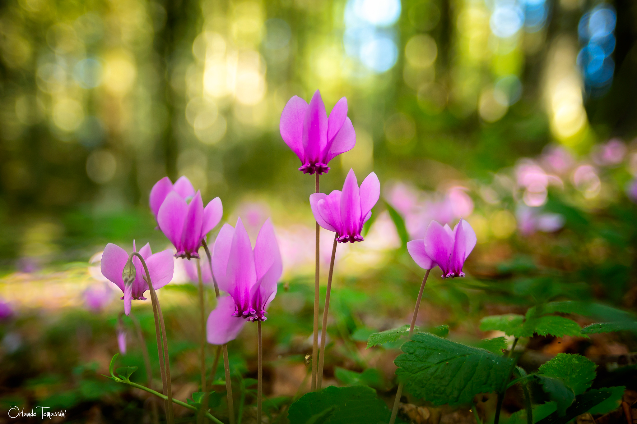Cyclamen