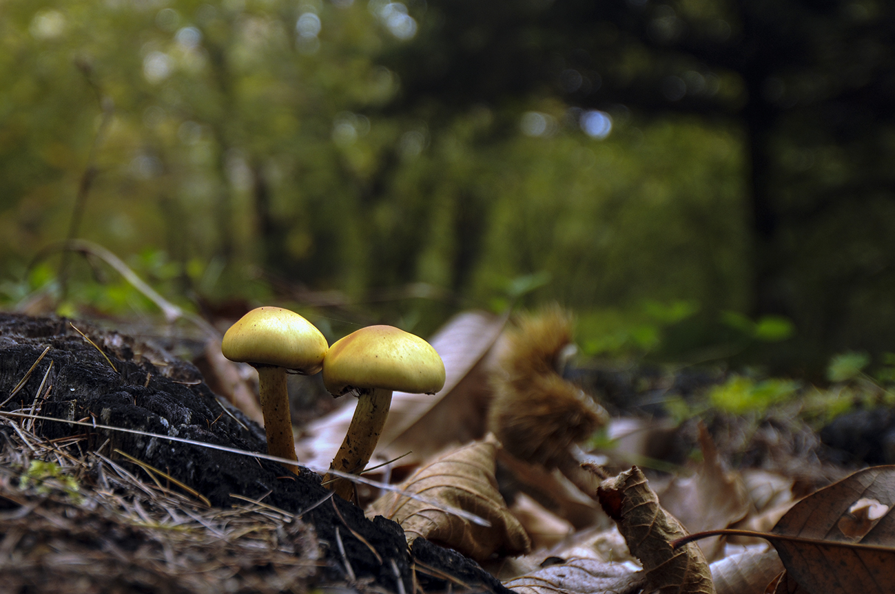 Undergrowth