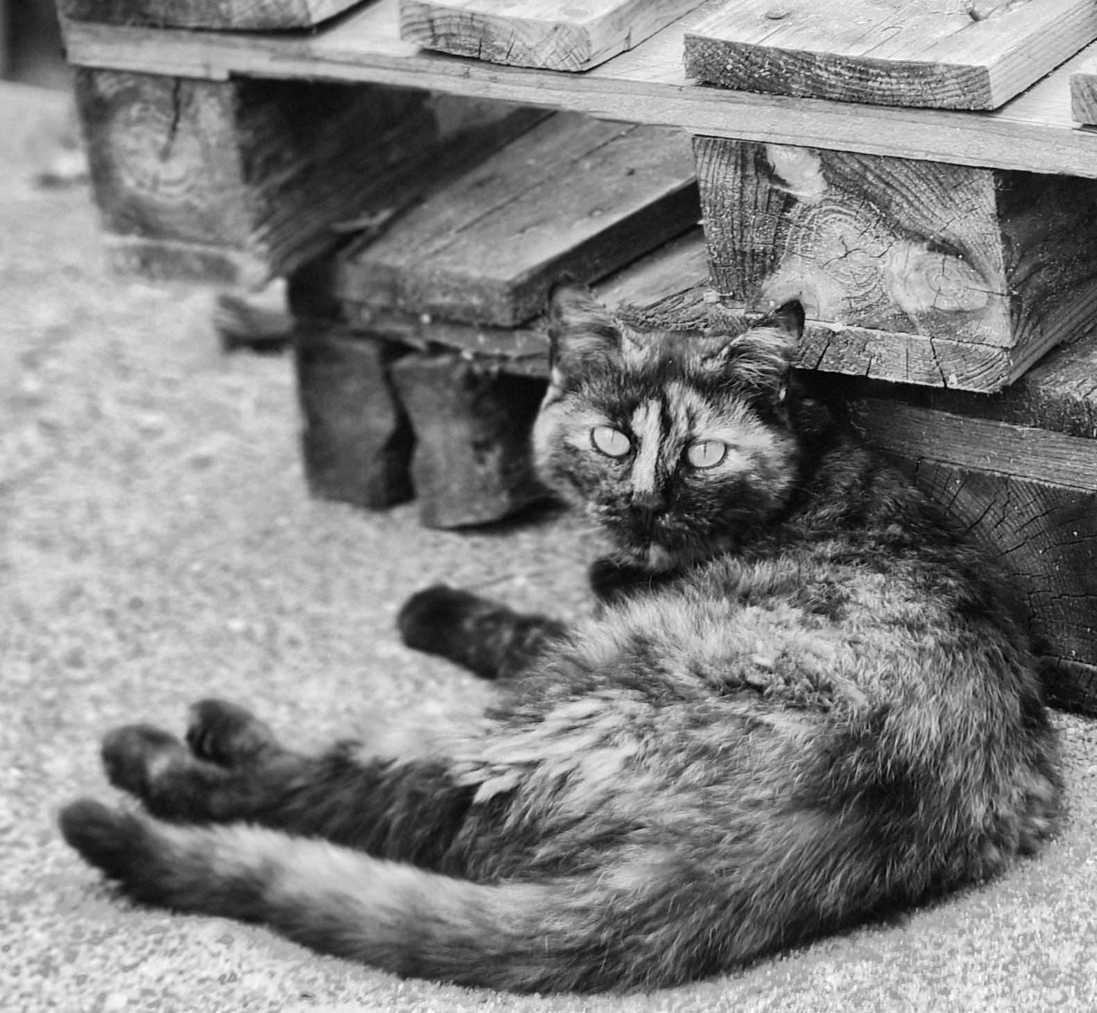 Principessa tartarugata