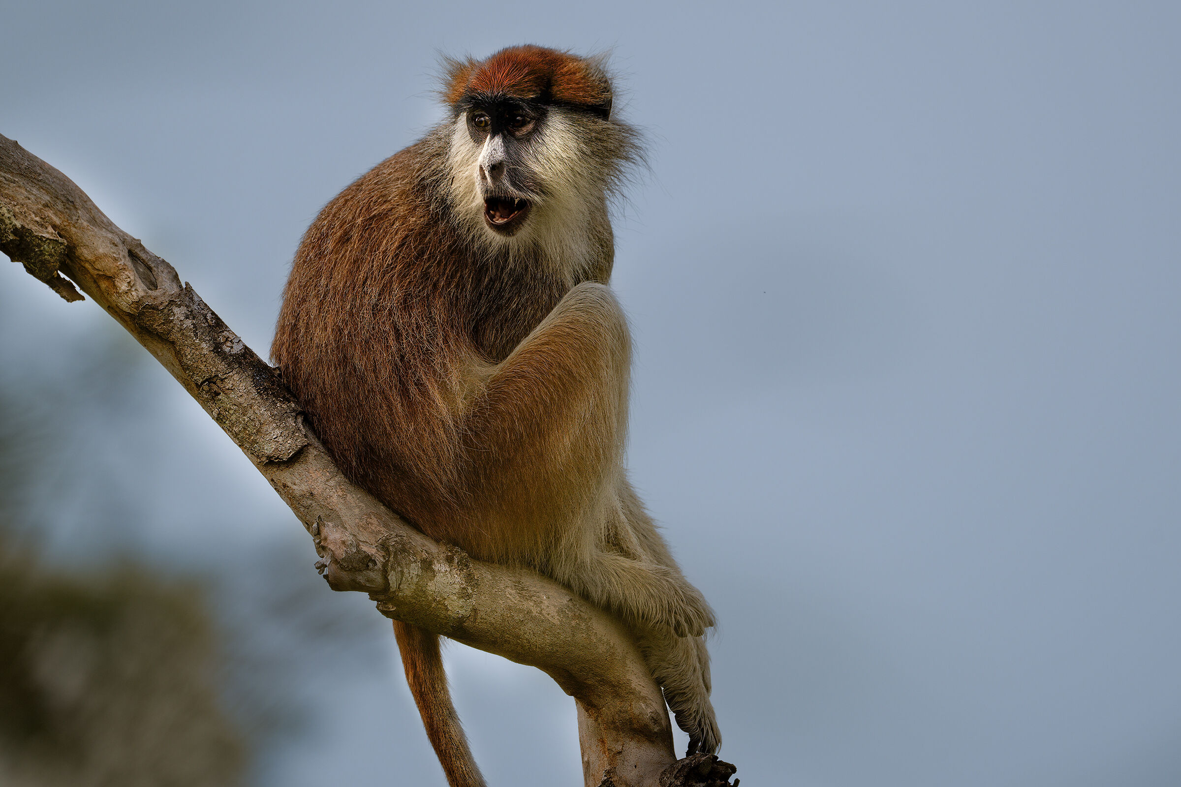 Eritrocebo o scimmia patas