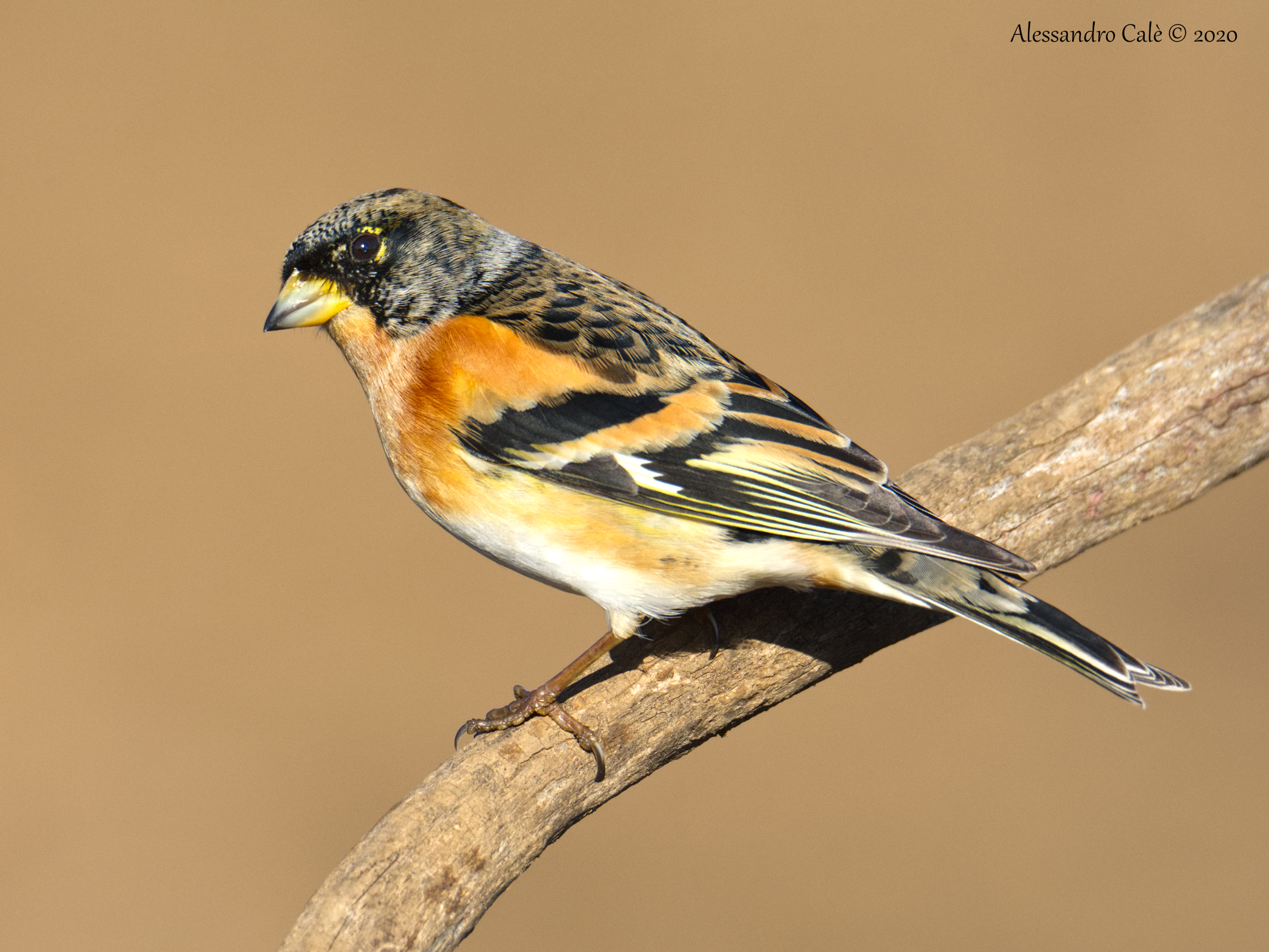 Fringilla montifringilla (Peppola) 5274
