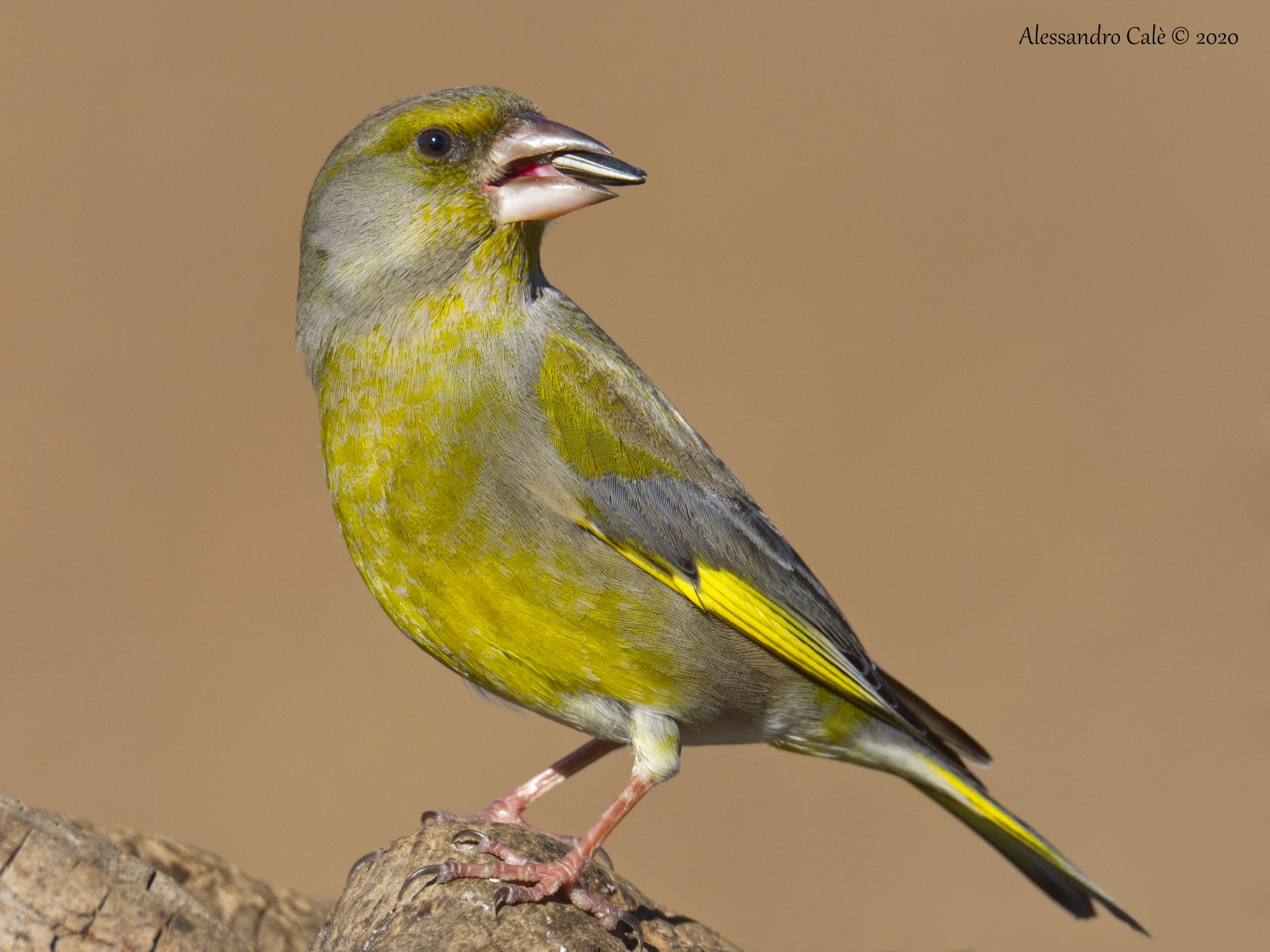 Carduelis chloris (Verdone) 5576
