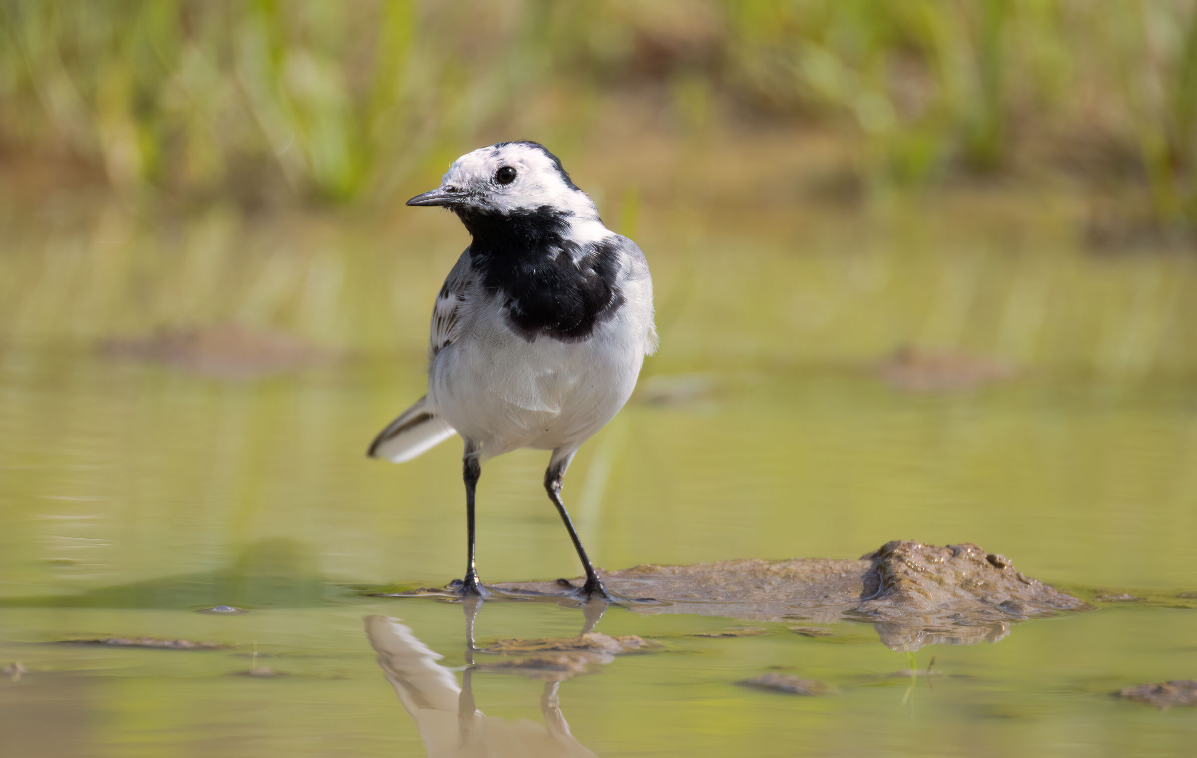 white wagtail