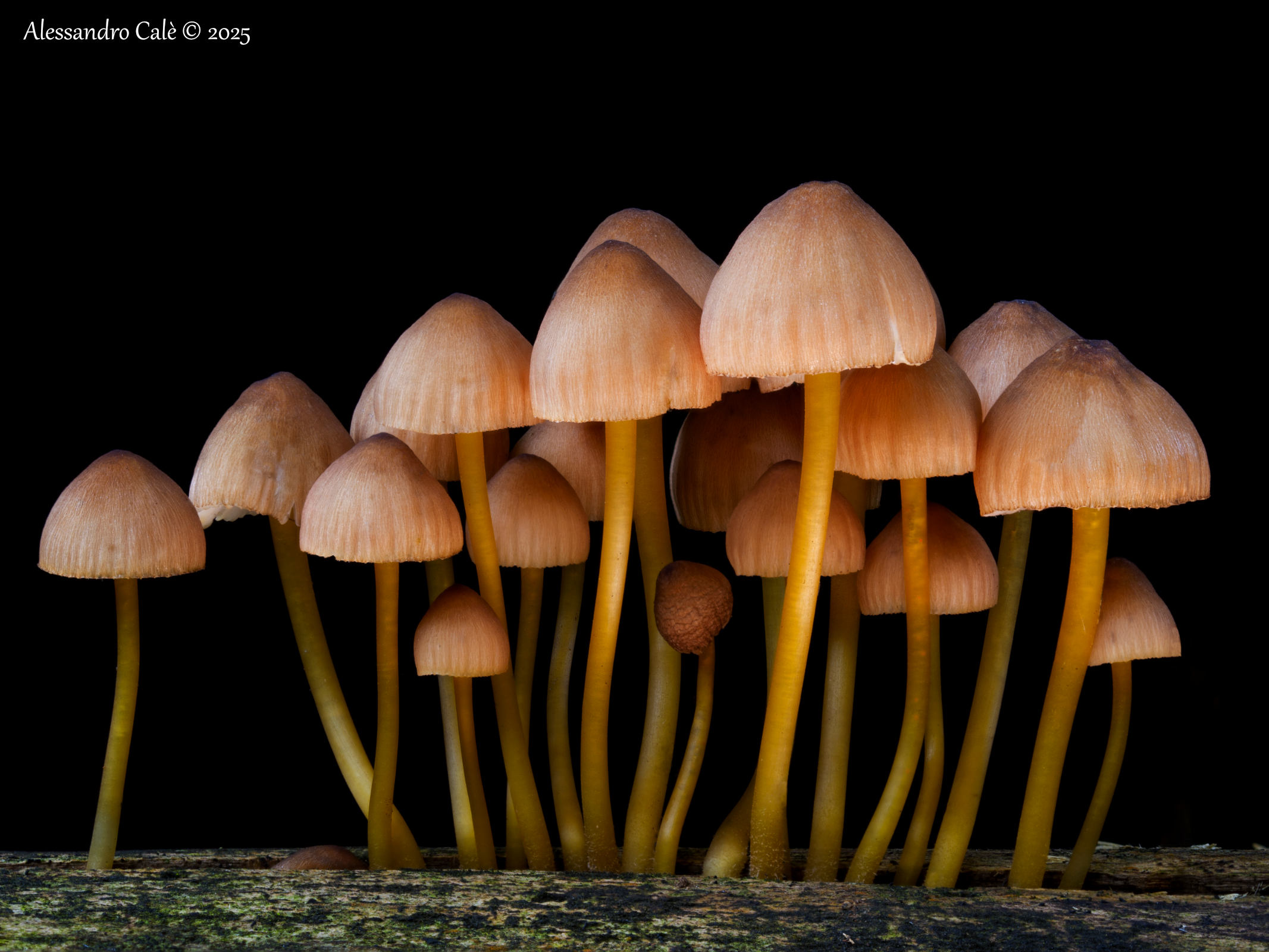 Mushrooms 8018-31 FS